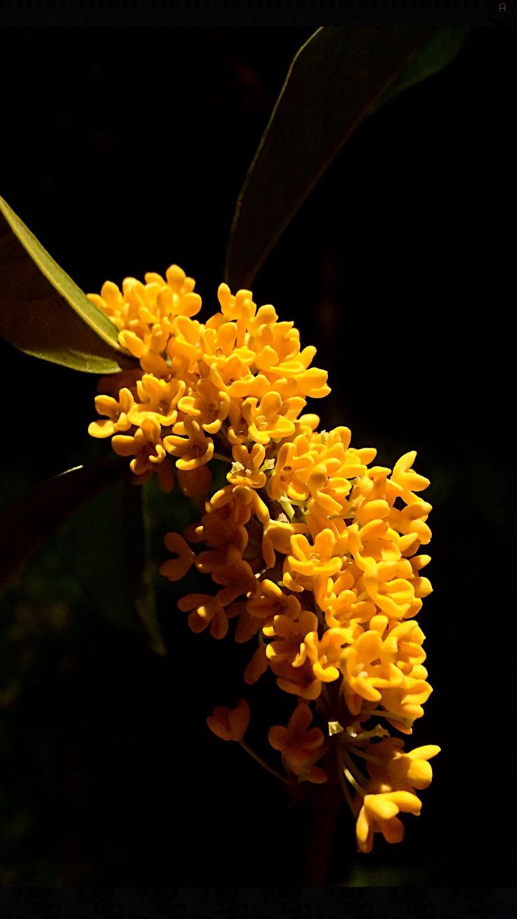 Wallpaper osmanthus, flower, yellow, plants, nature, Flowers 4K by 邓磊的壁纸库. Download wallpaper osmanthus, flower, yellow, plants, nature for free