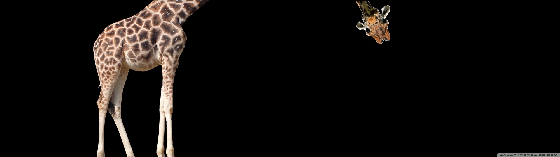 Giraffe 4K UHD Wallpaper for UltraHD Desktop and TV, Dual Monitor