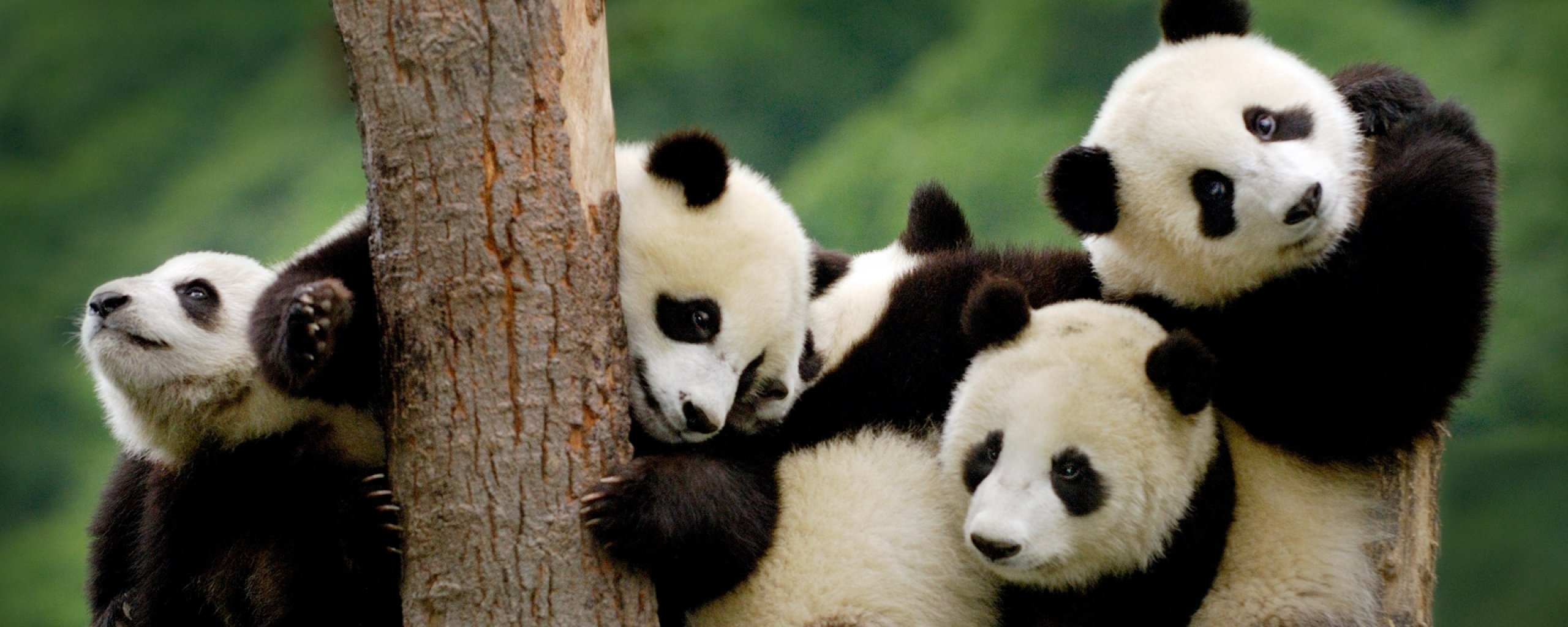 multi, Monitor, Dual, Screen, Widescreen Wallpaper HD / Desktop and Mobile Background