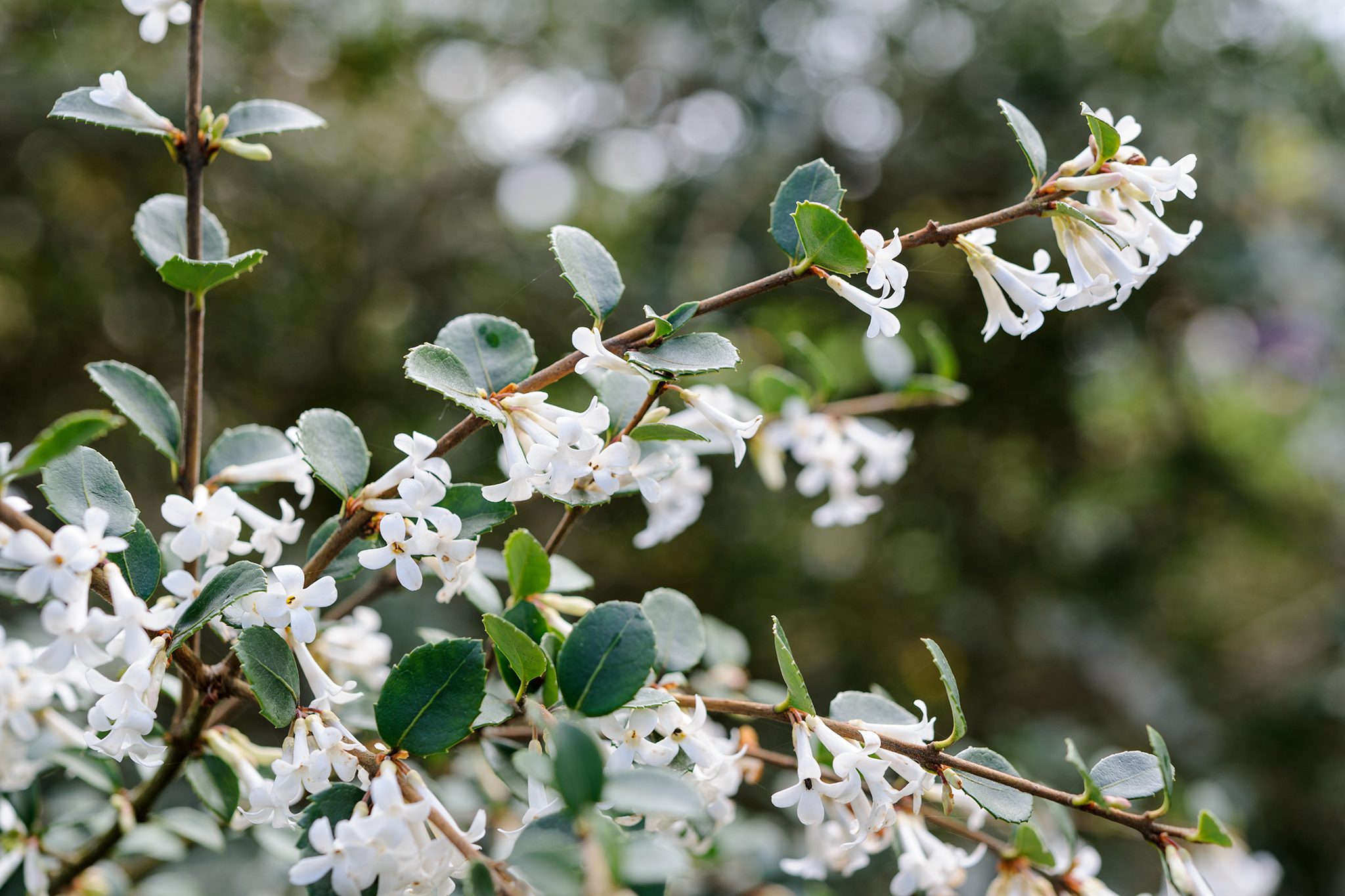 How to Grow and Care for Osmanthus. BBC Gardeners World Magazine