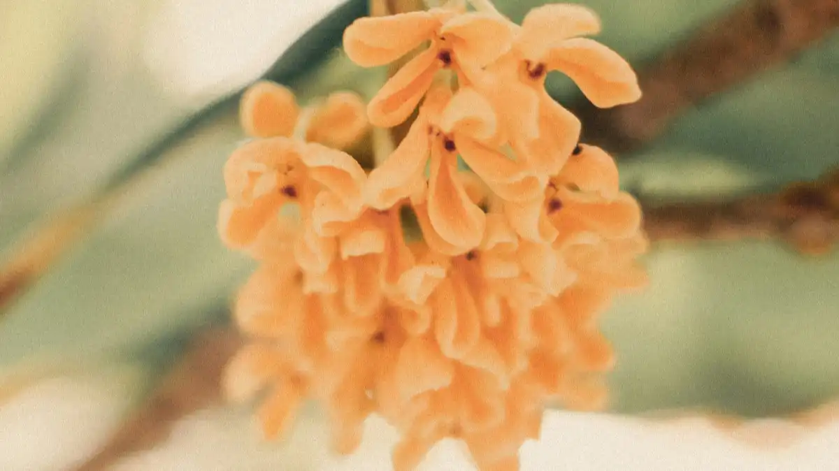 Osmanthus Tea Guide: Benefits, Flavor, and Brewing Tips