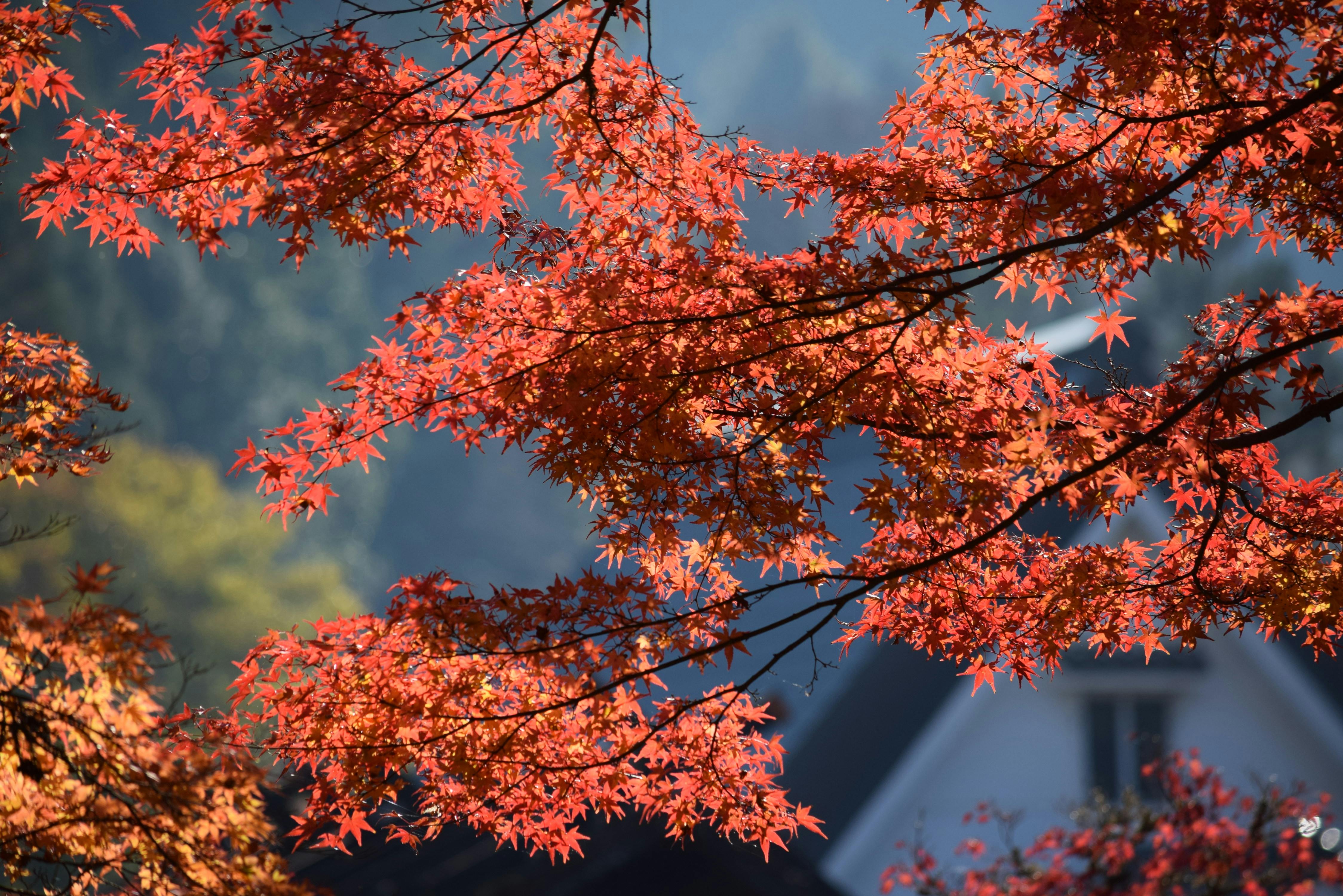 Autumn In Japan Photo, Download The BEST Free Autumn In Japan & HD Image