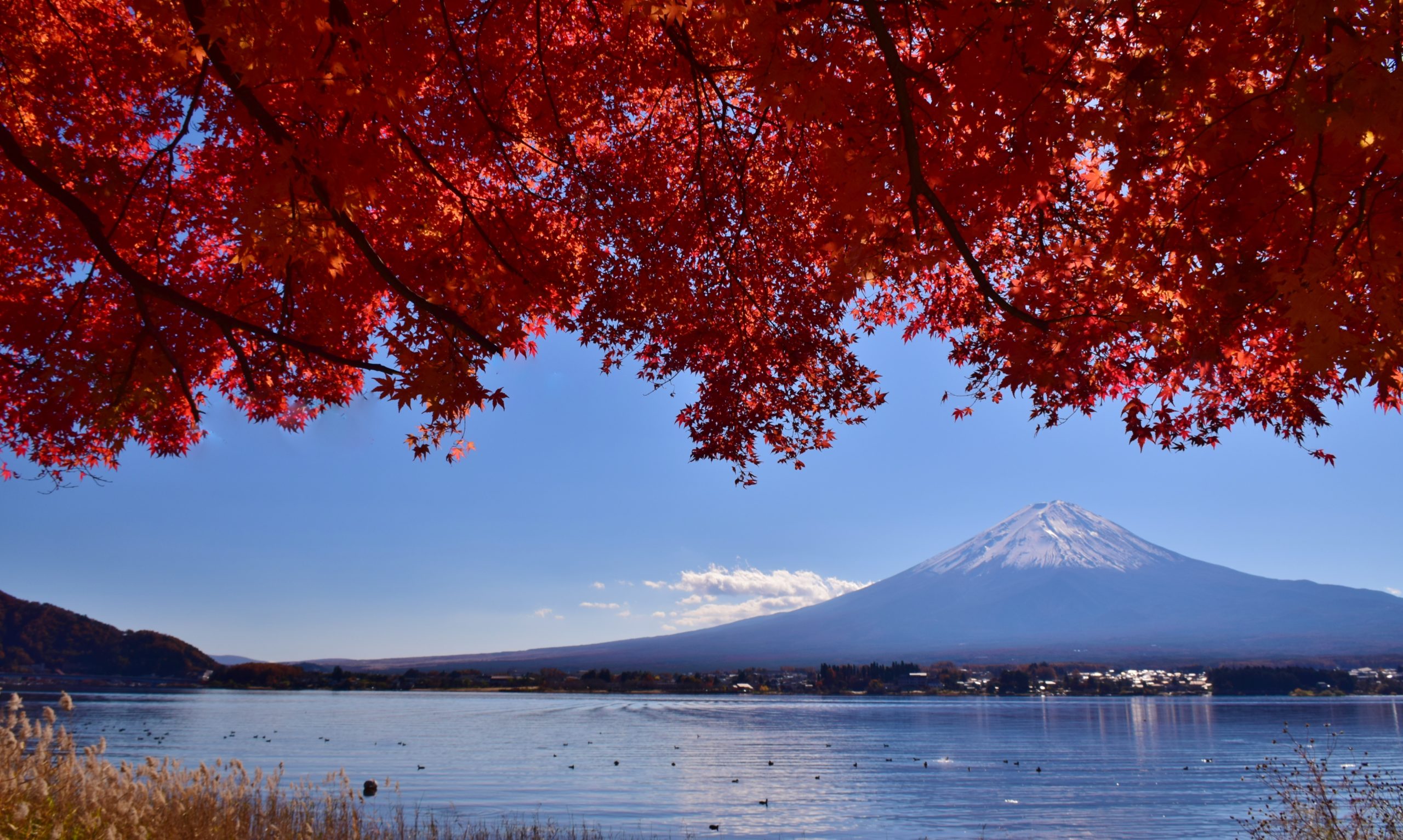 Autumn in Japan: Best Places to Visit During Fall in Japan Magazine. A Blog by MACHIYA INNS & HOTELS