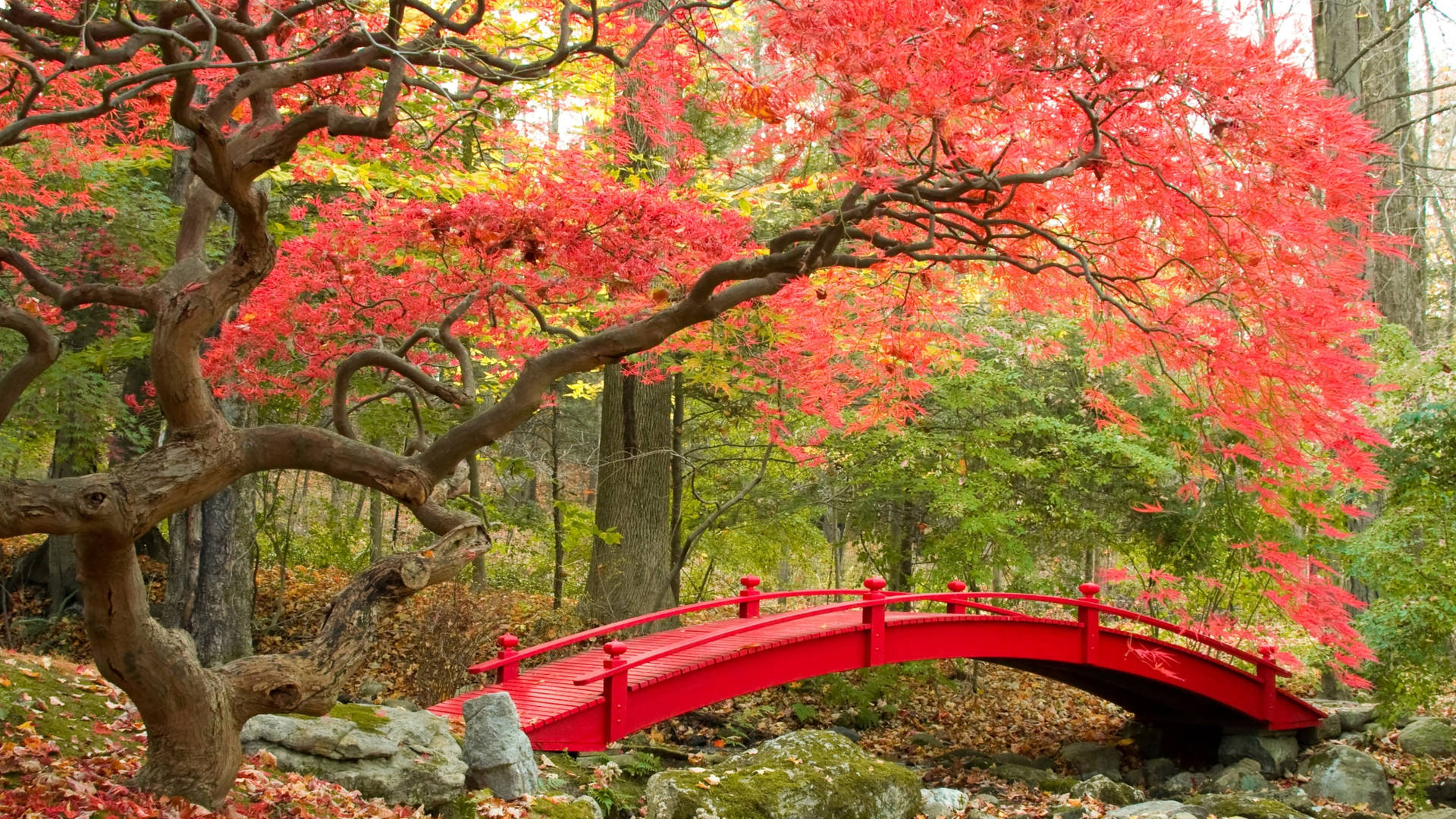 Download Aesthetic Fall Japanese Garden Wallpaper