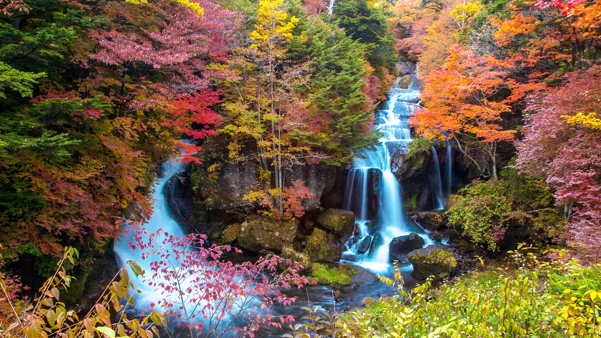 In photo: Northern Japan's autumn foliage has reached its peak colours