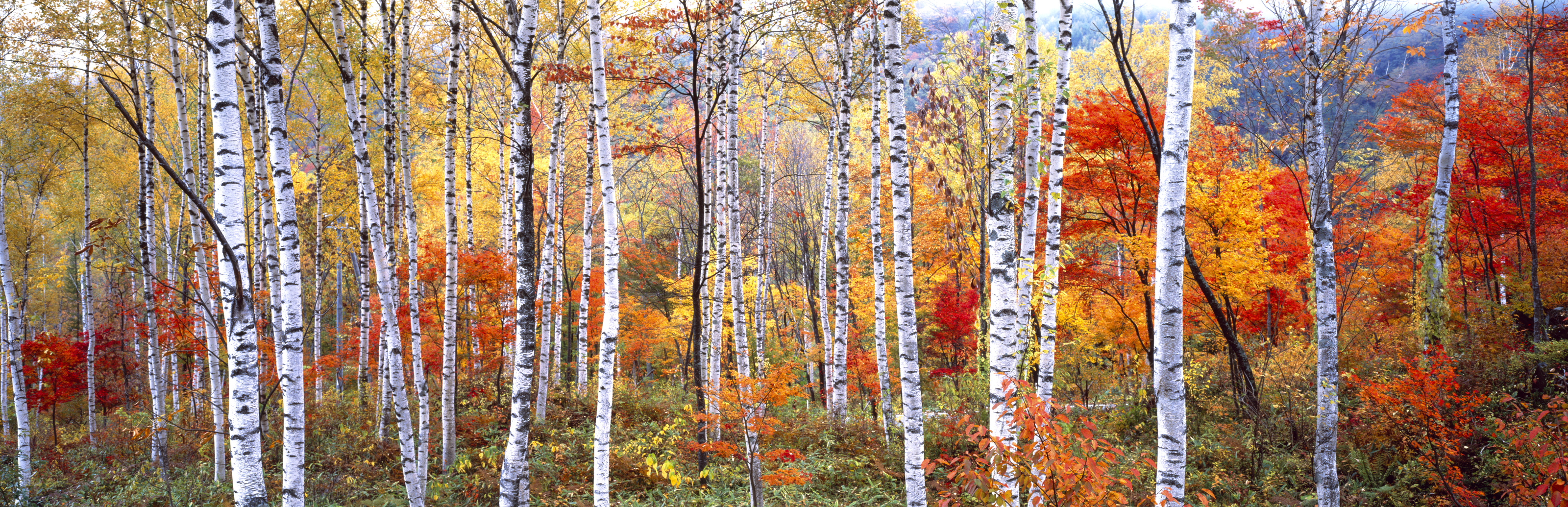 Fall Trees, Shinhodaka, Gifu, Japan Wall Mural
