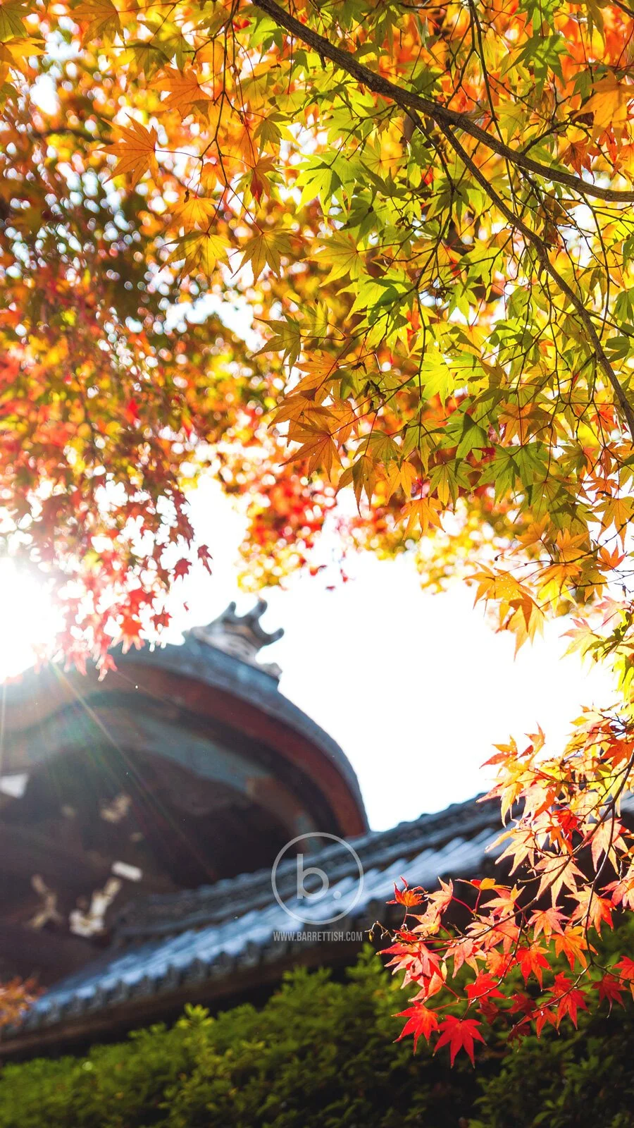 Fall in Japan: Free Wallpaper for Your Phone