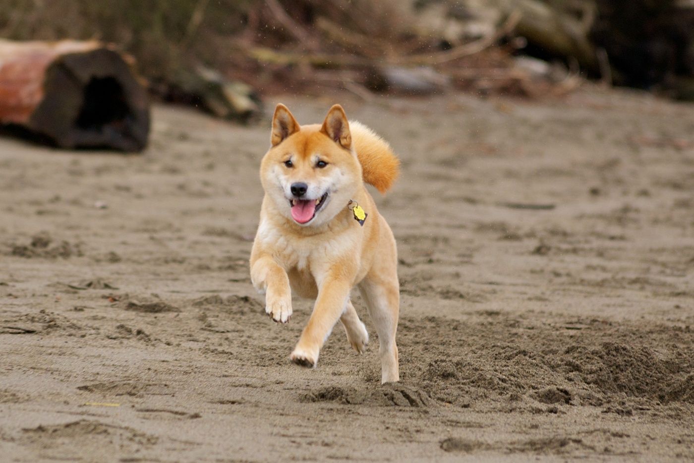 Running Shiba Inu dog photo