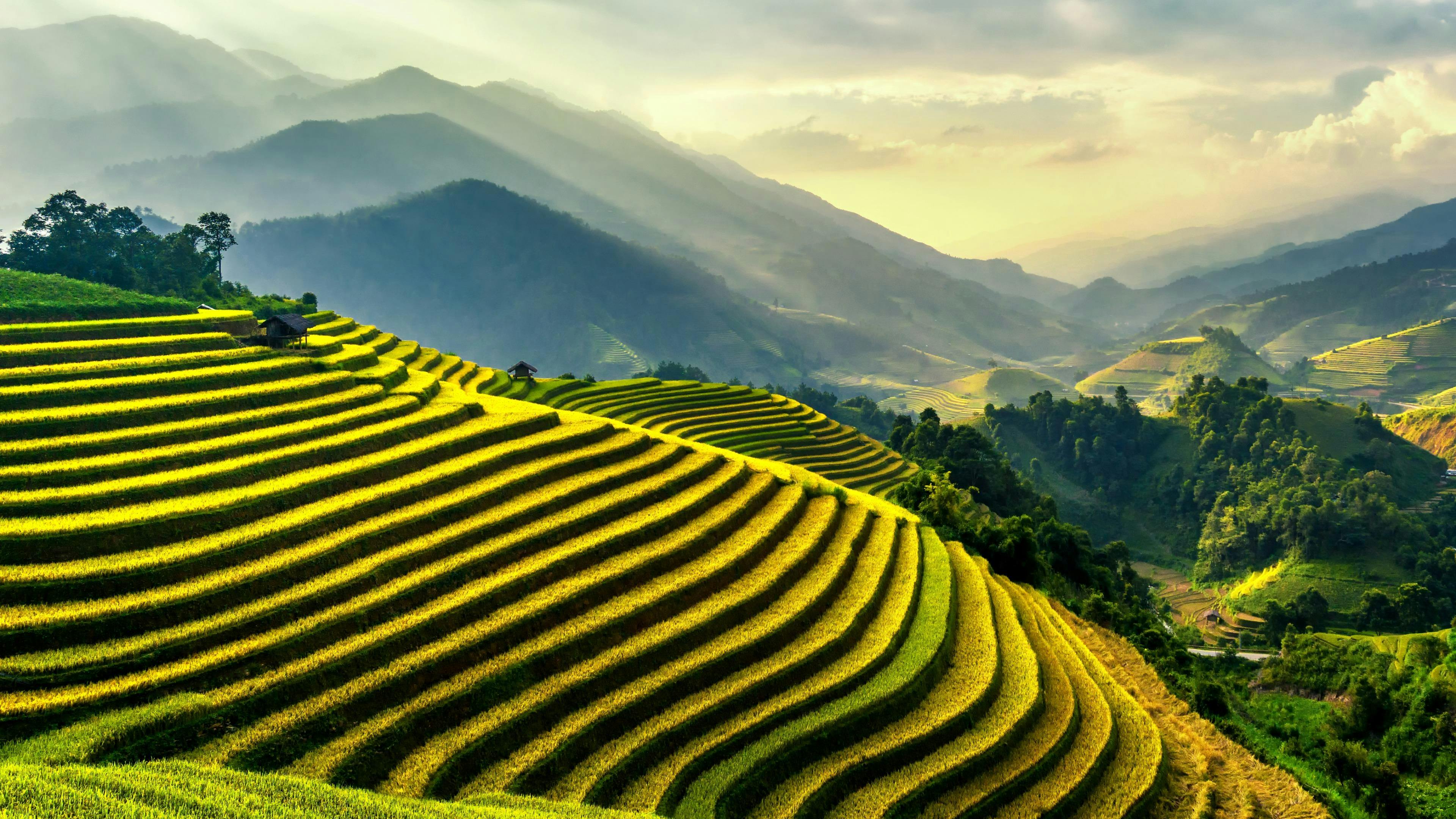 Rice Terraces · Free