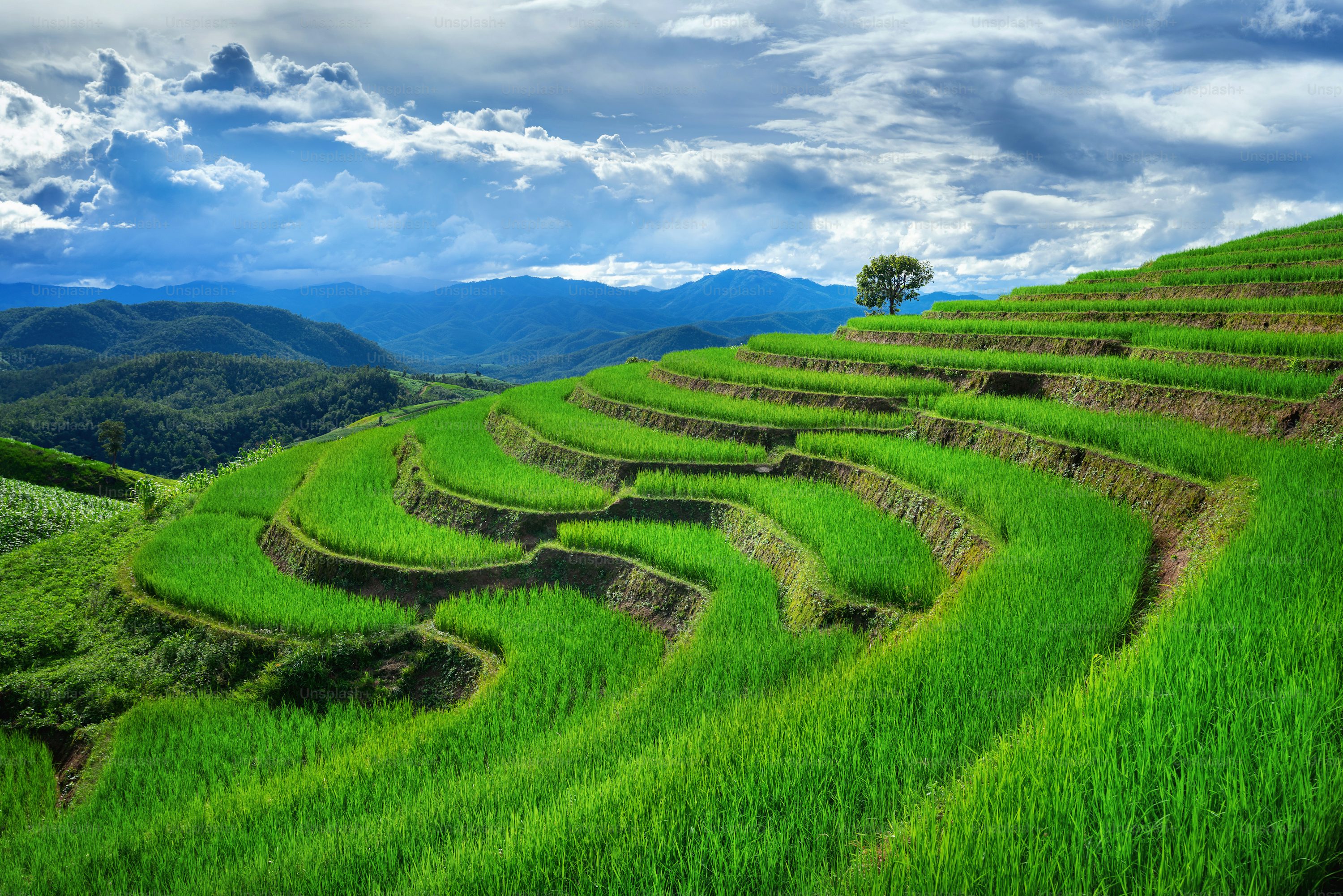 Rice Terrace Picture. Download Free Image