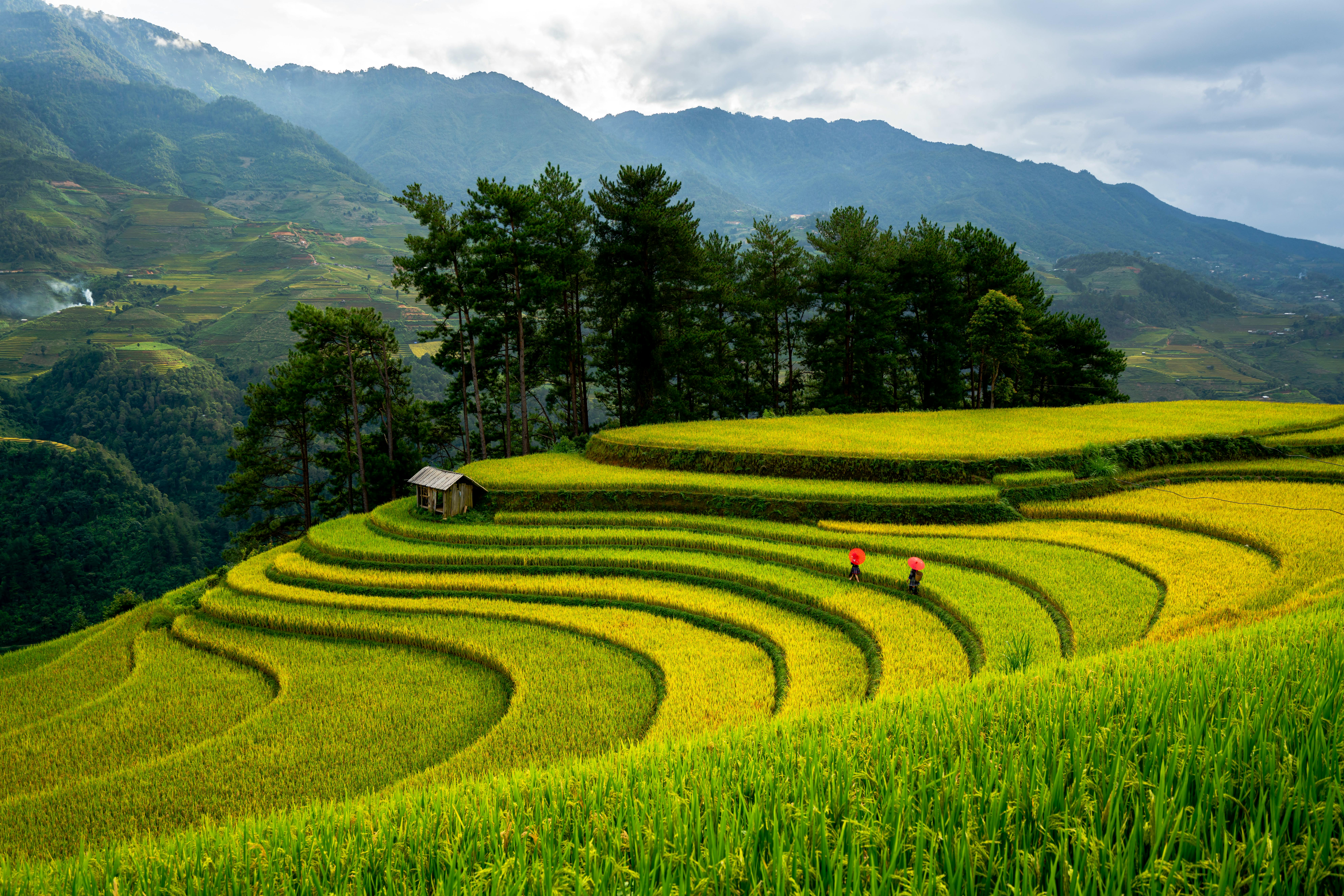 Rice Terraces · Free