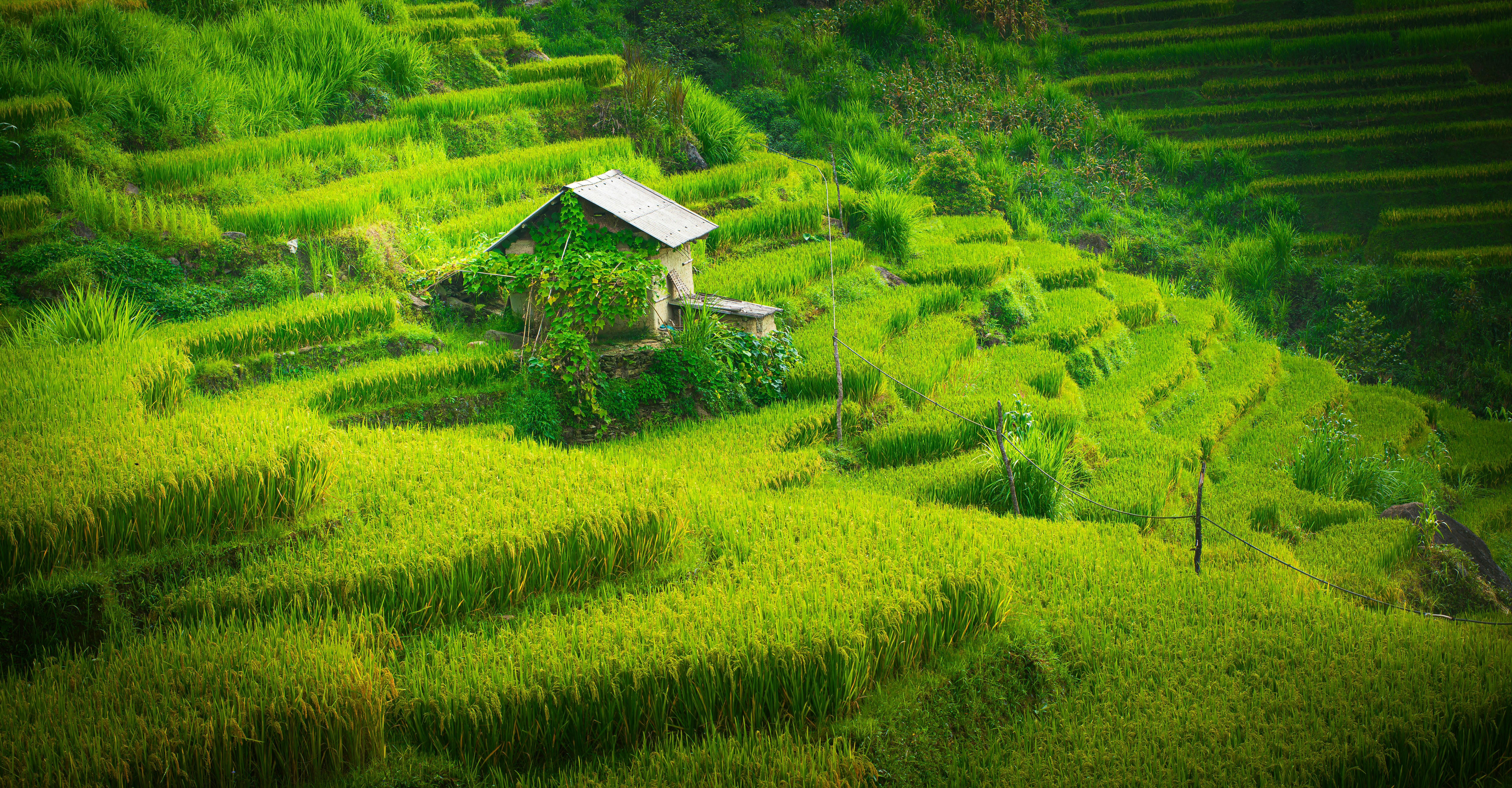 Rice Terraces Photo, Download The BEST Free Rice Terraces & HD Image