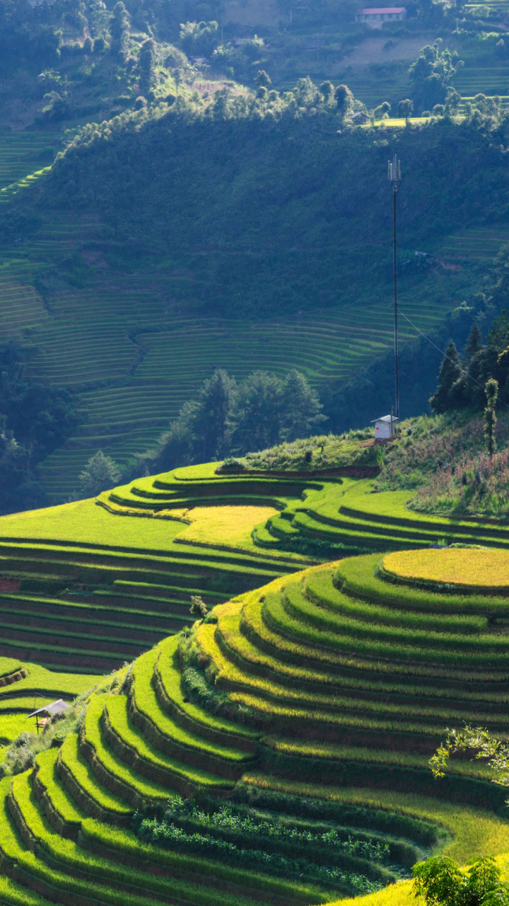 In picture: Incredible rice terraces across the world