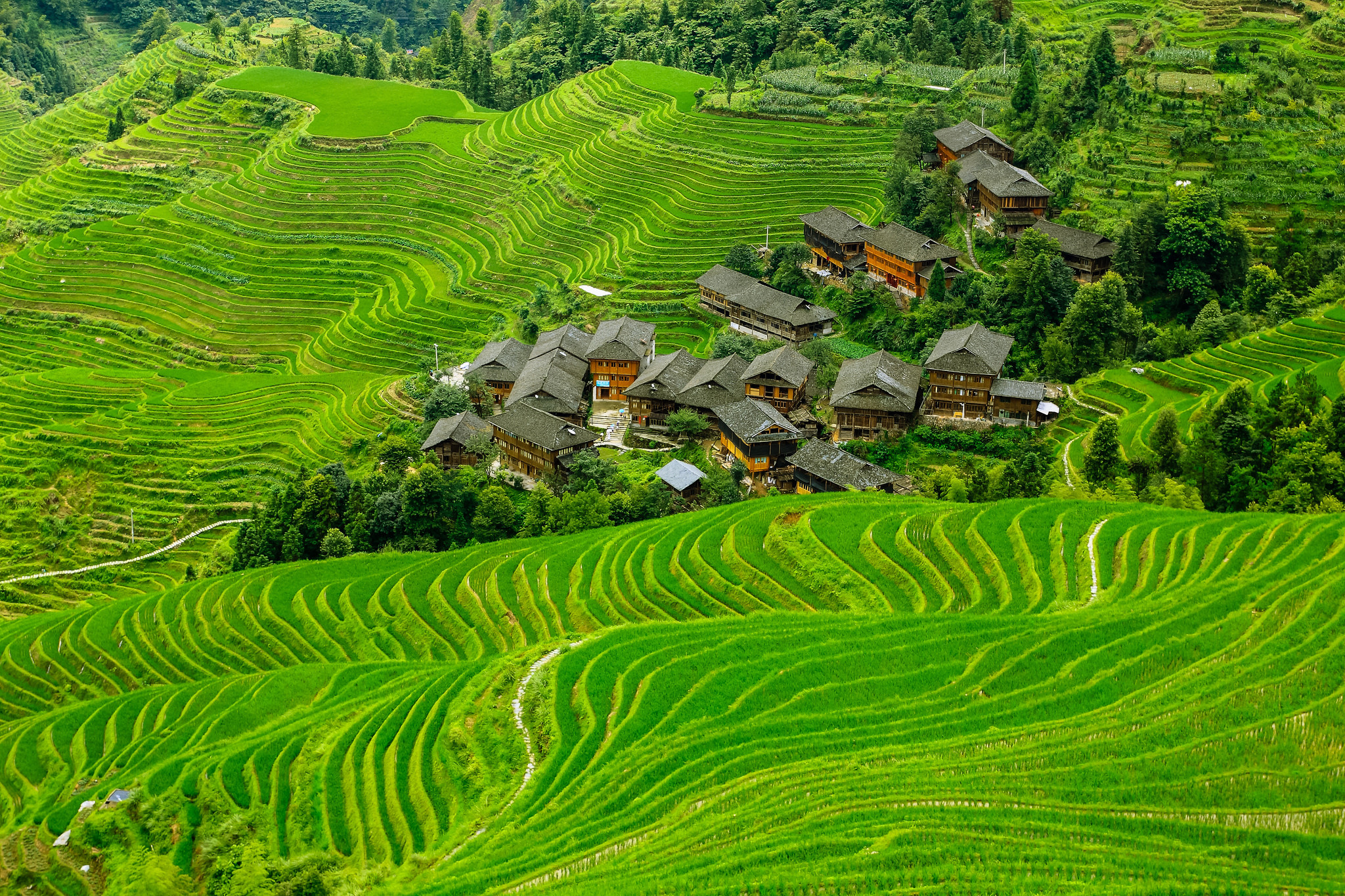 Download Man Made Rice Terrace Terraced Field HD Wallpaper