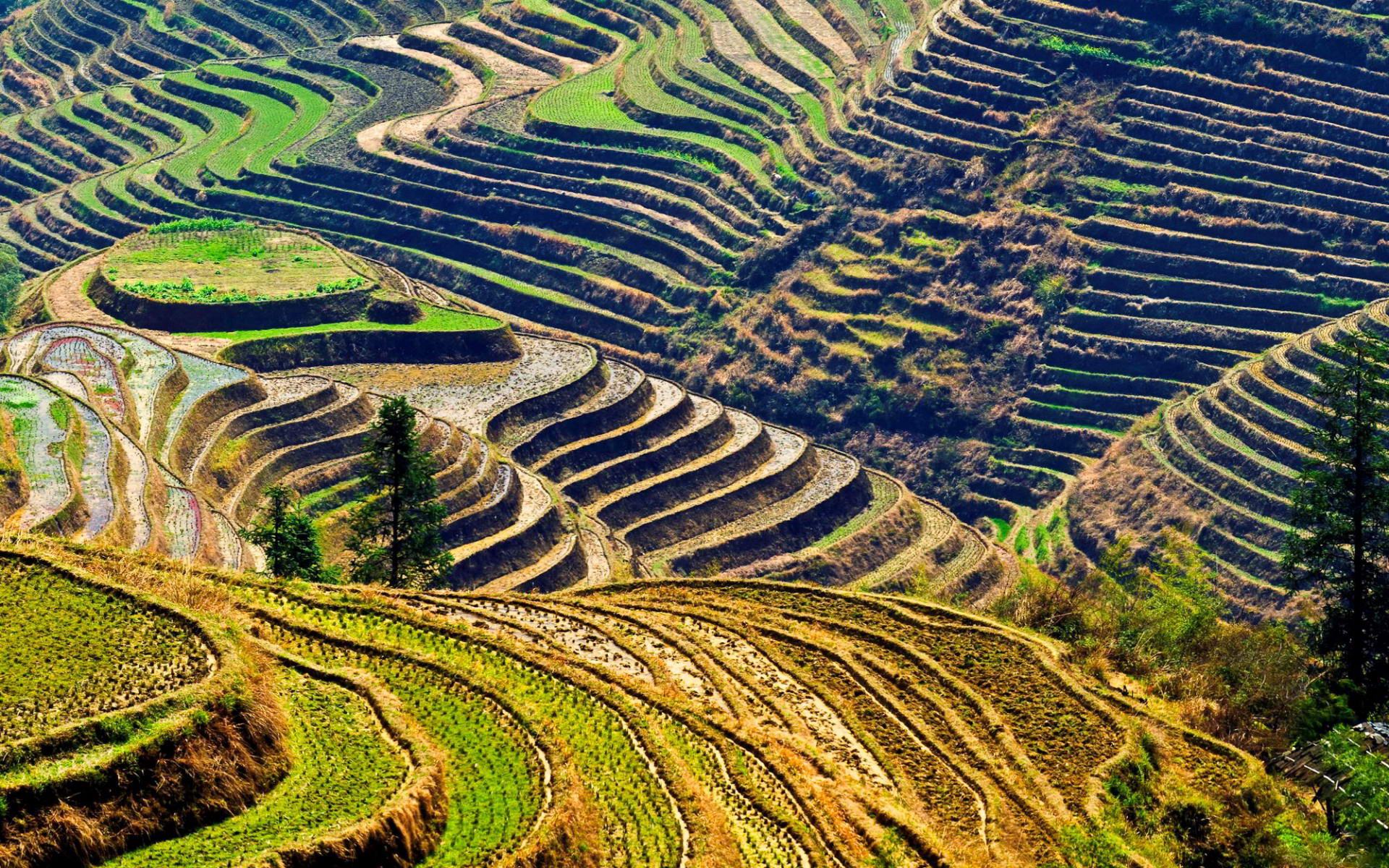 Stunning HD Rice Terraces: Masterpieces Of Man Made Landscape Art