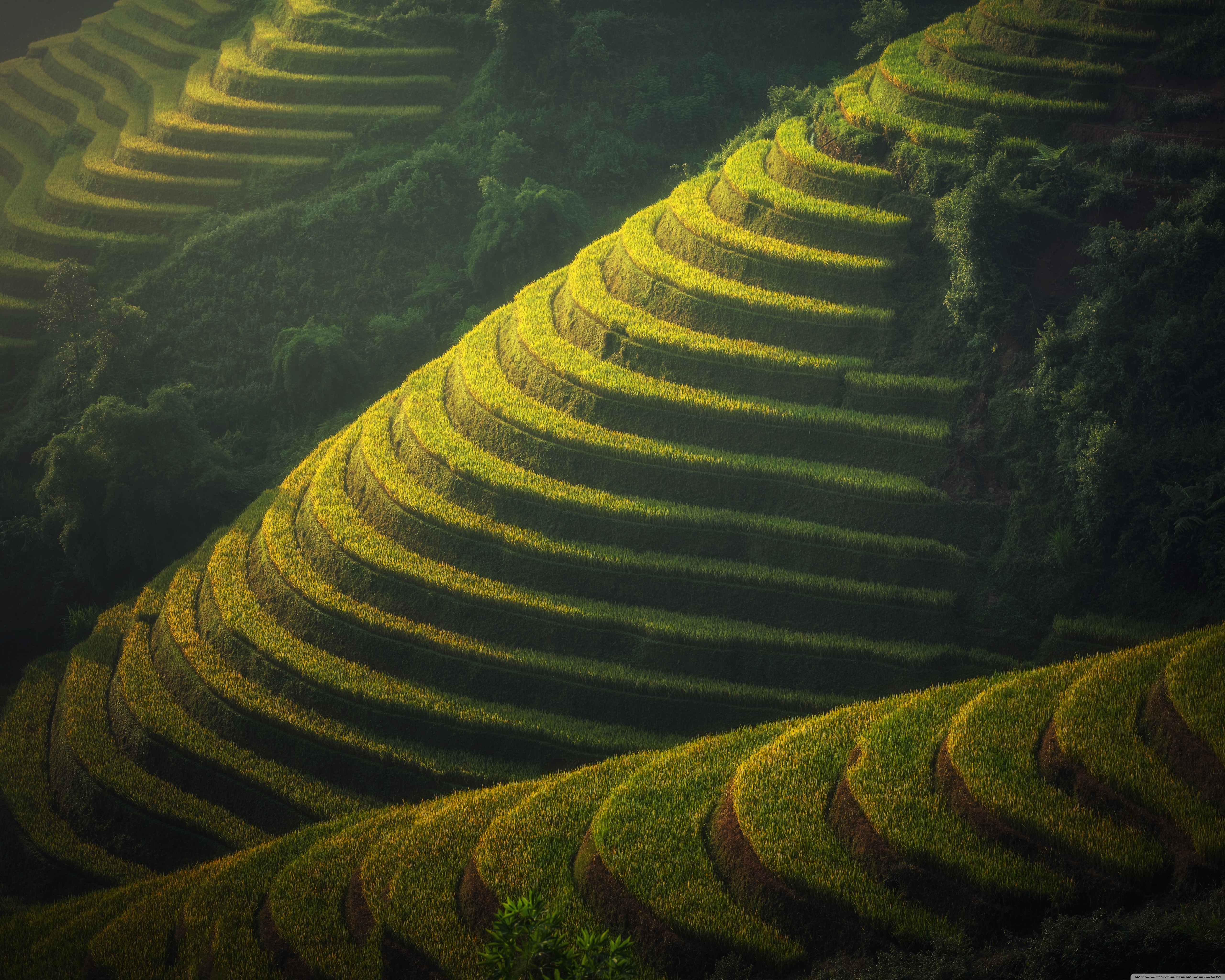 Beautiful Rice Terraces Landscape 4K UHD Wallpaper for UltraHD Desktop and TV, Widescreen and UltraWide Display, Smartphone and Tablet Devices