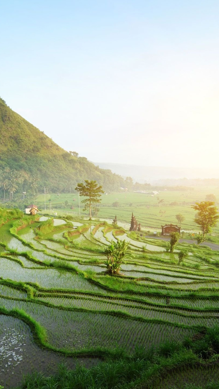 Ubud Rice Terraces Bali HD Wallpaper 94242