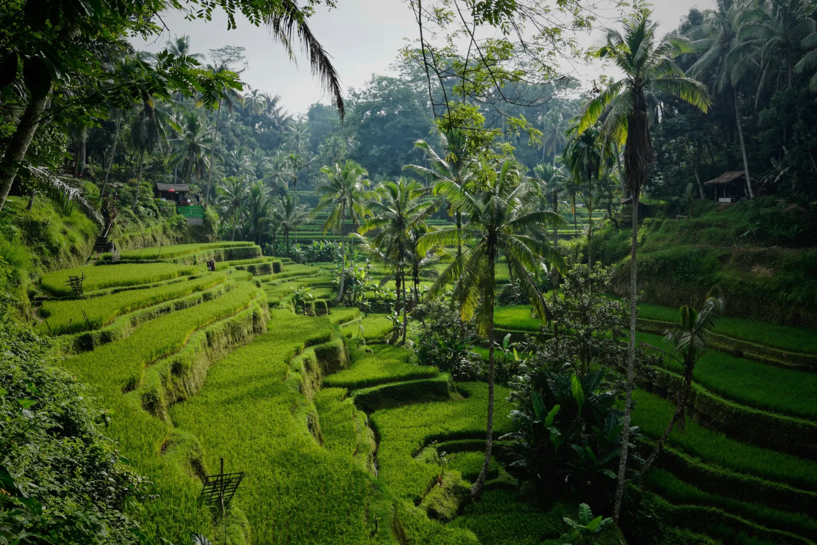 Essential Guide to the Tegallalang Rice Terraces: Tips for Your Visit