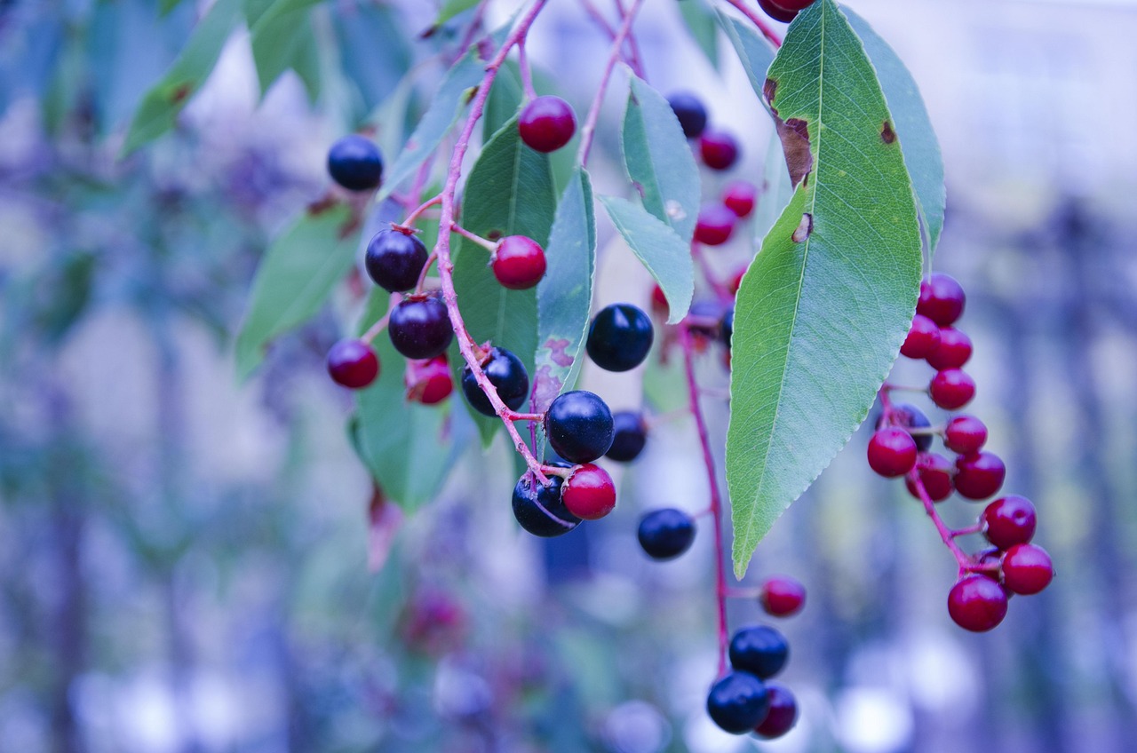 Free Huckleberries & Huckleberry Image