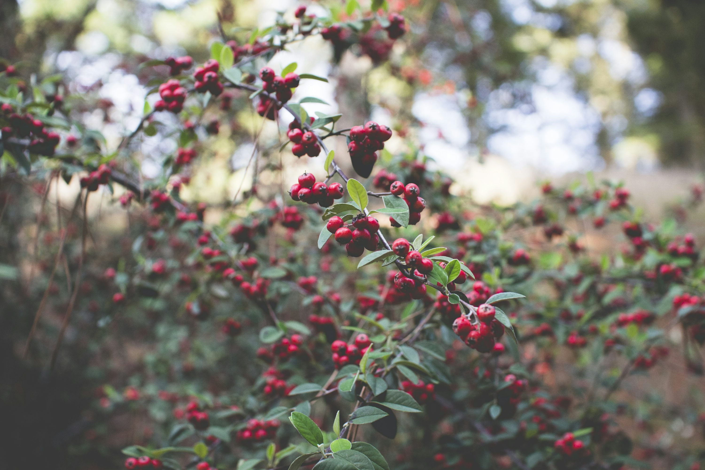 Huckleberry Picture. Download Free Image