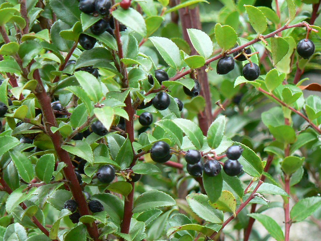 Evergreen Huckleberry. Evergreen Huckleberry Vaccinium ova