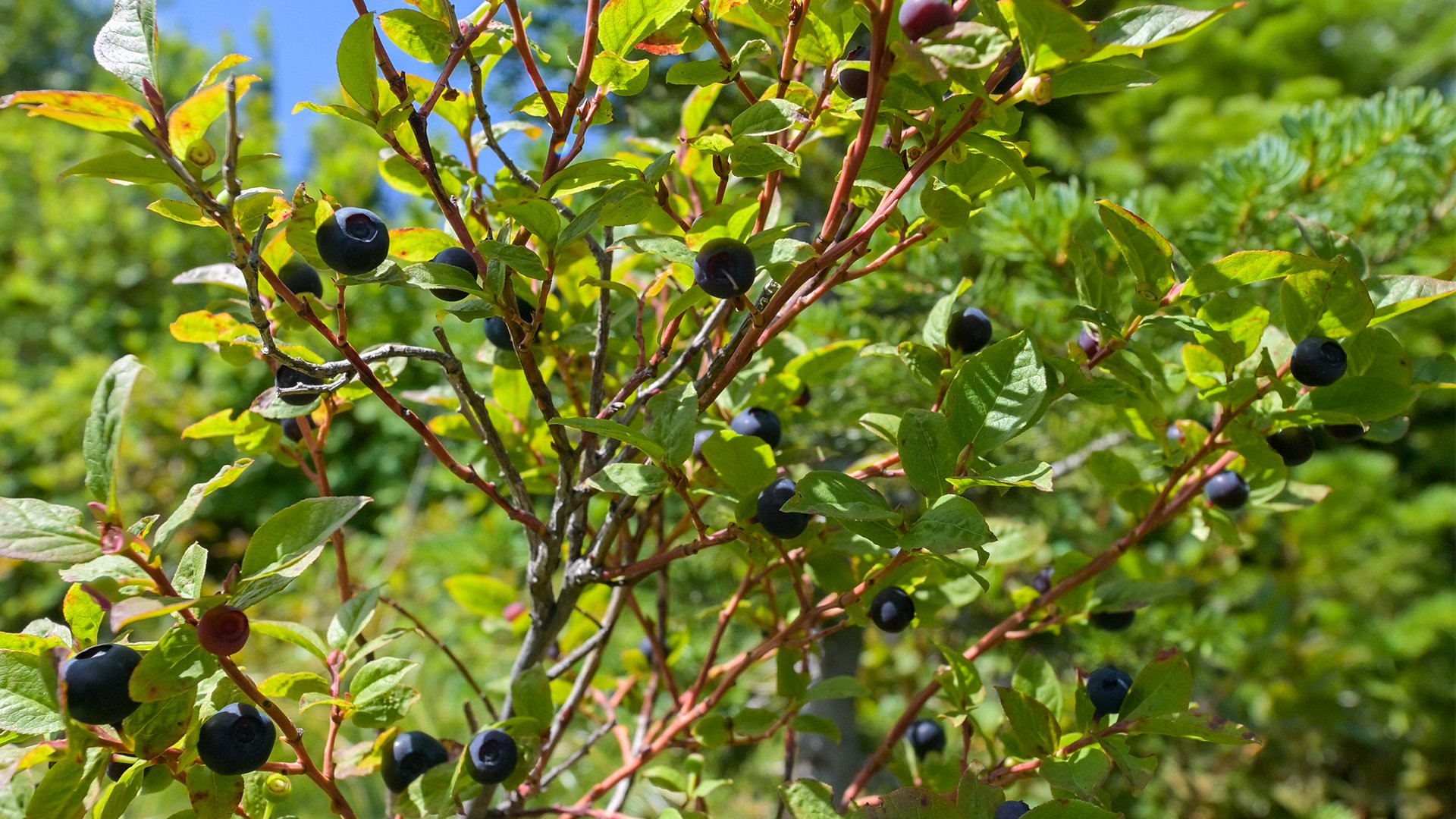Berry Picking