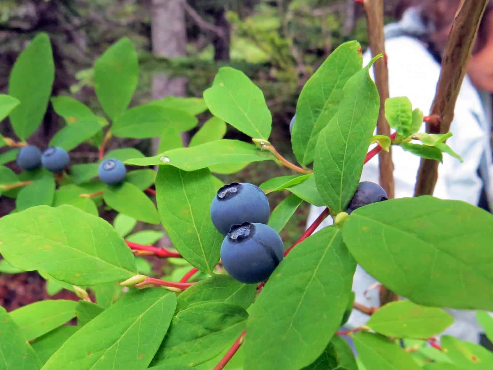 Hunt for Huckleberries