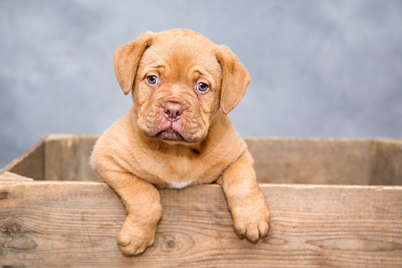 Free Small Dog & Dog Image