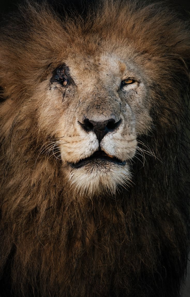 Scarface of a Male Lion