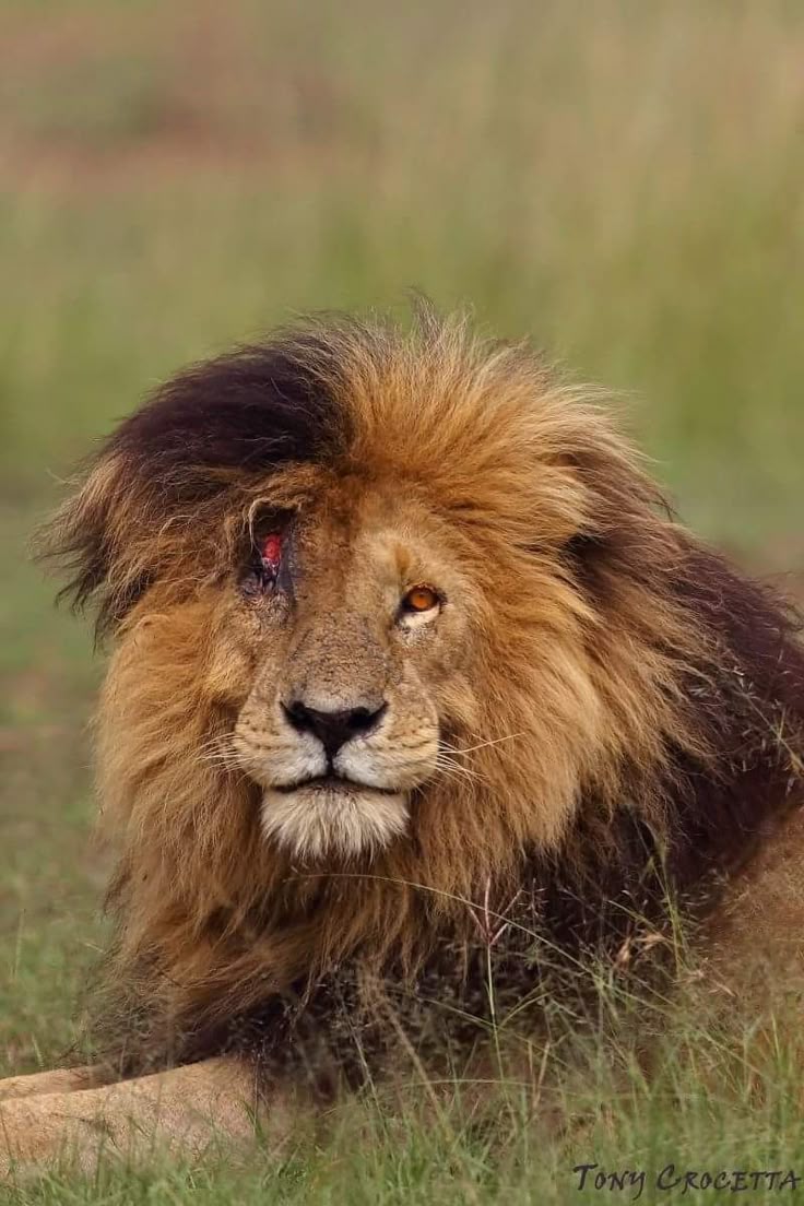 Scarface in Maasai Mara