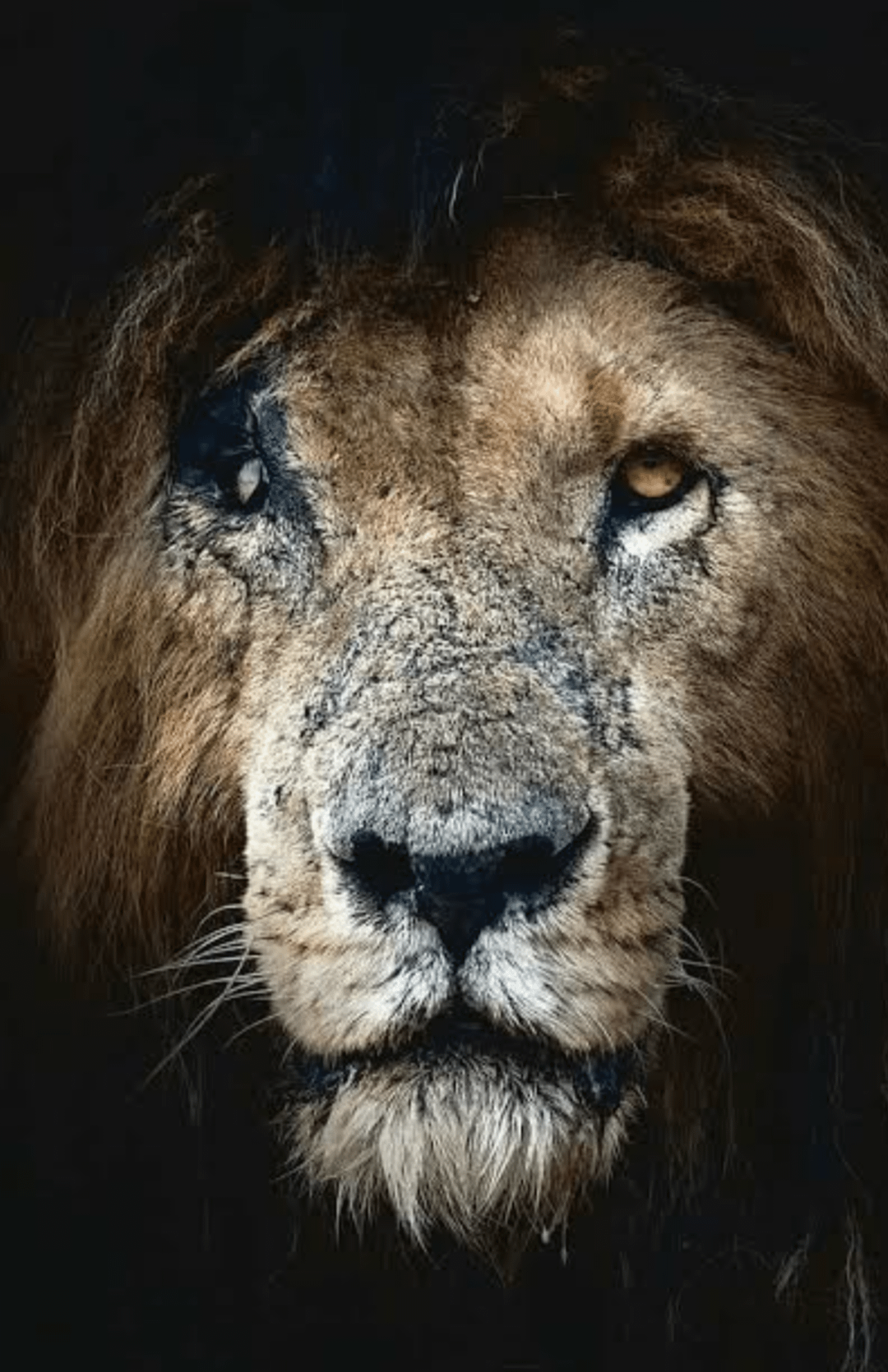 Which is the complete documentry feauturing Scarface lion and where can I watch it