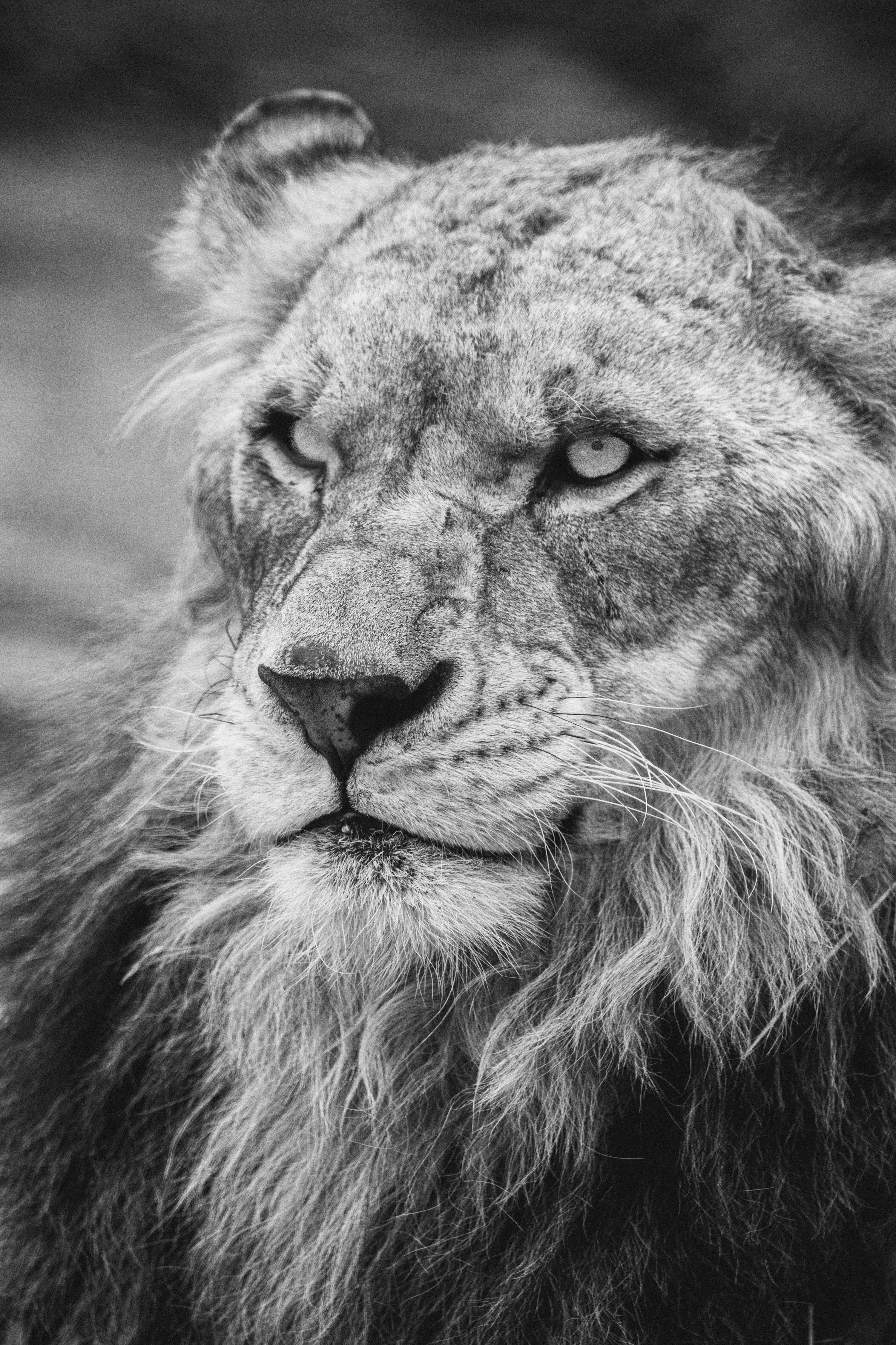 A black and white photo of a lion photo