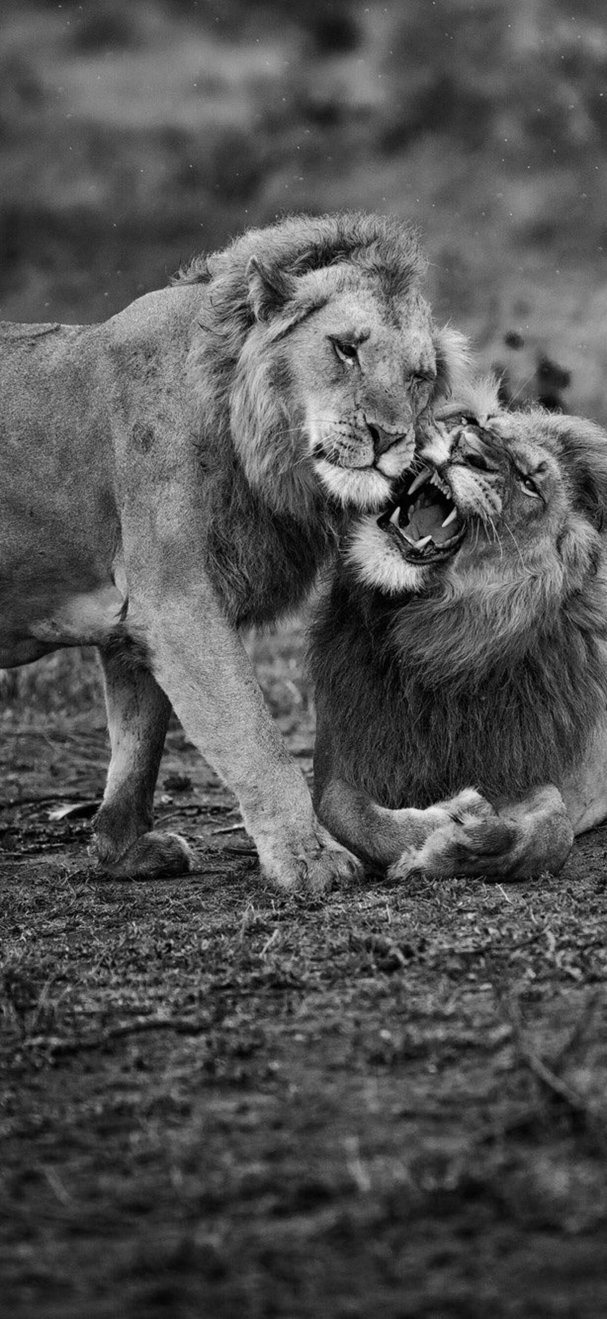 A pair of lions in black and white · 1242x2688 iPhone XS Max free photo from vozuru and wallpaper