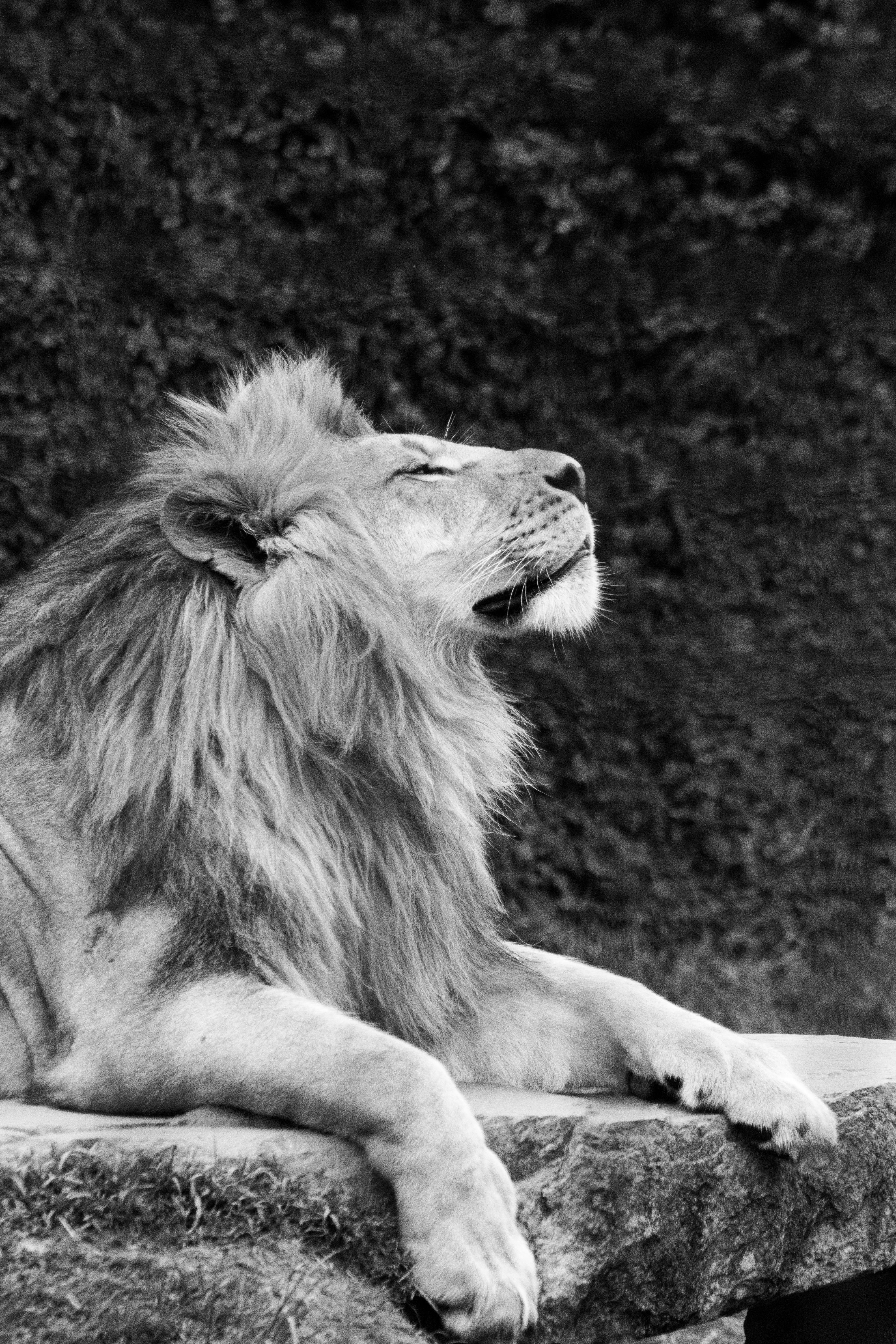 Lion in Black and White · Free