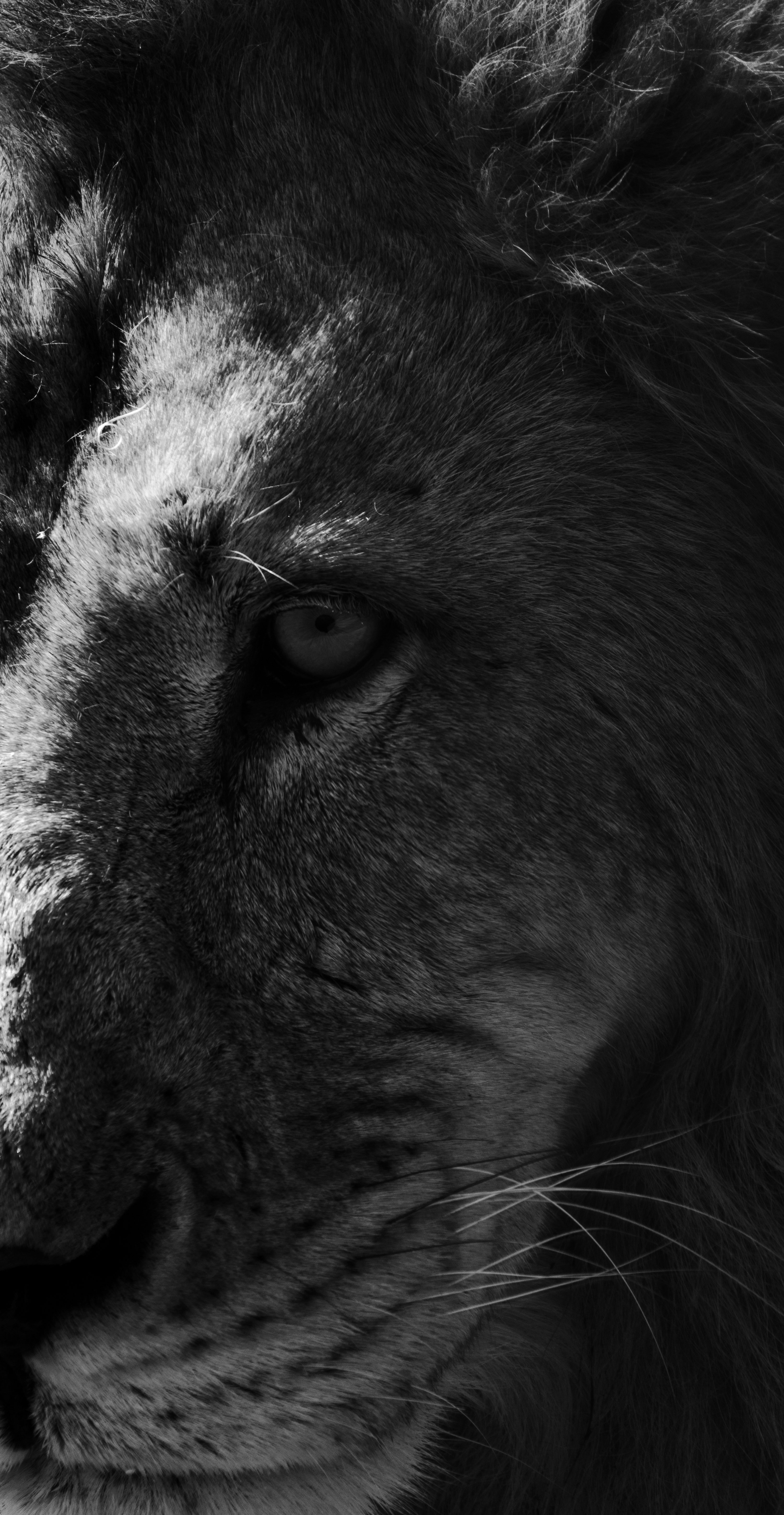 The Black Lion Picture [HD]. Download Free Image