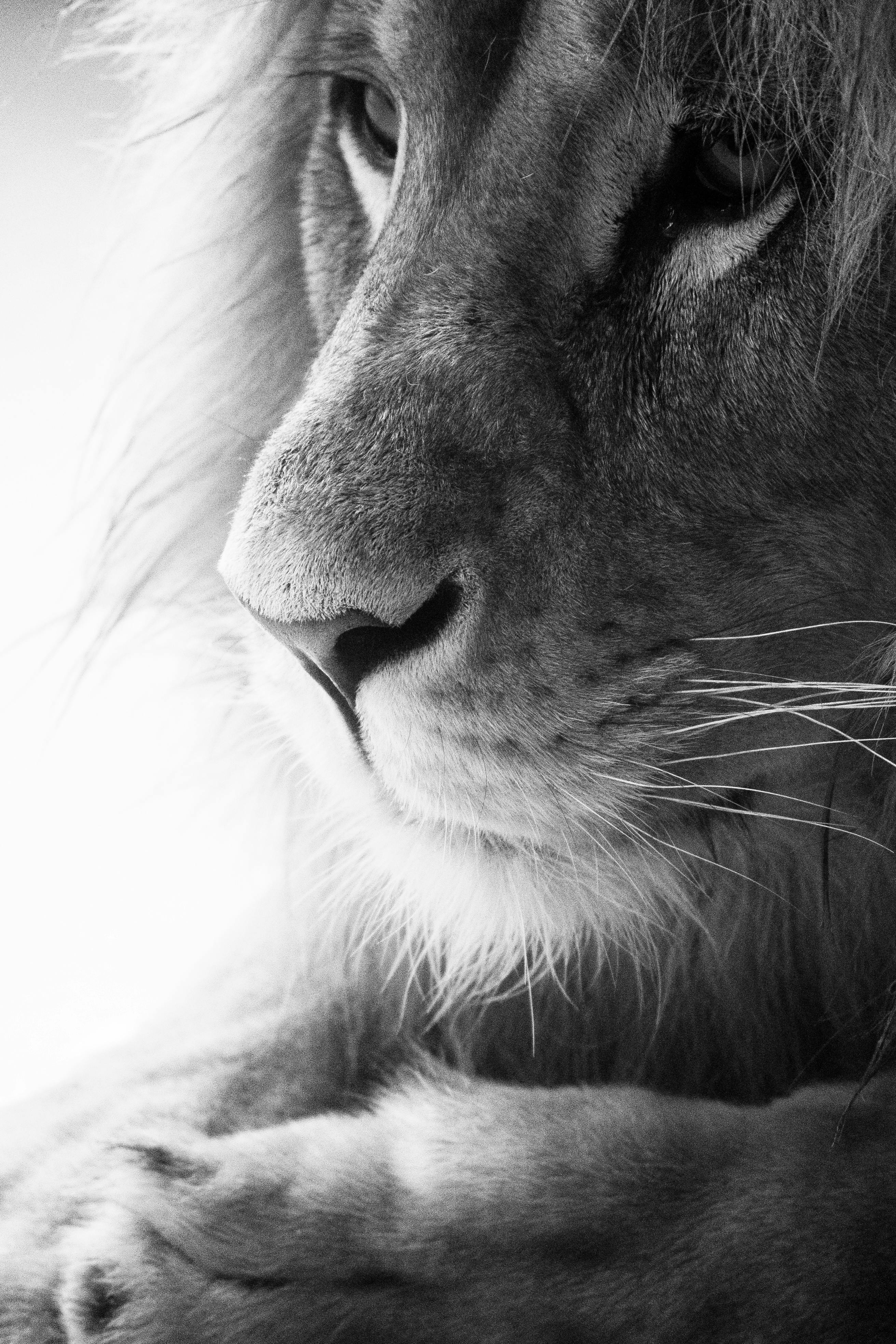 Lion Mane Photo, Download The BEST Free Lion Mane & HD Image