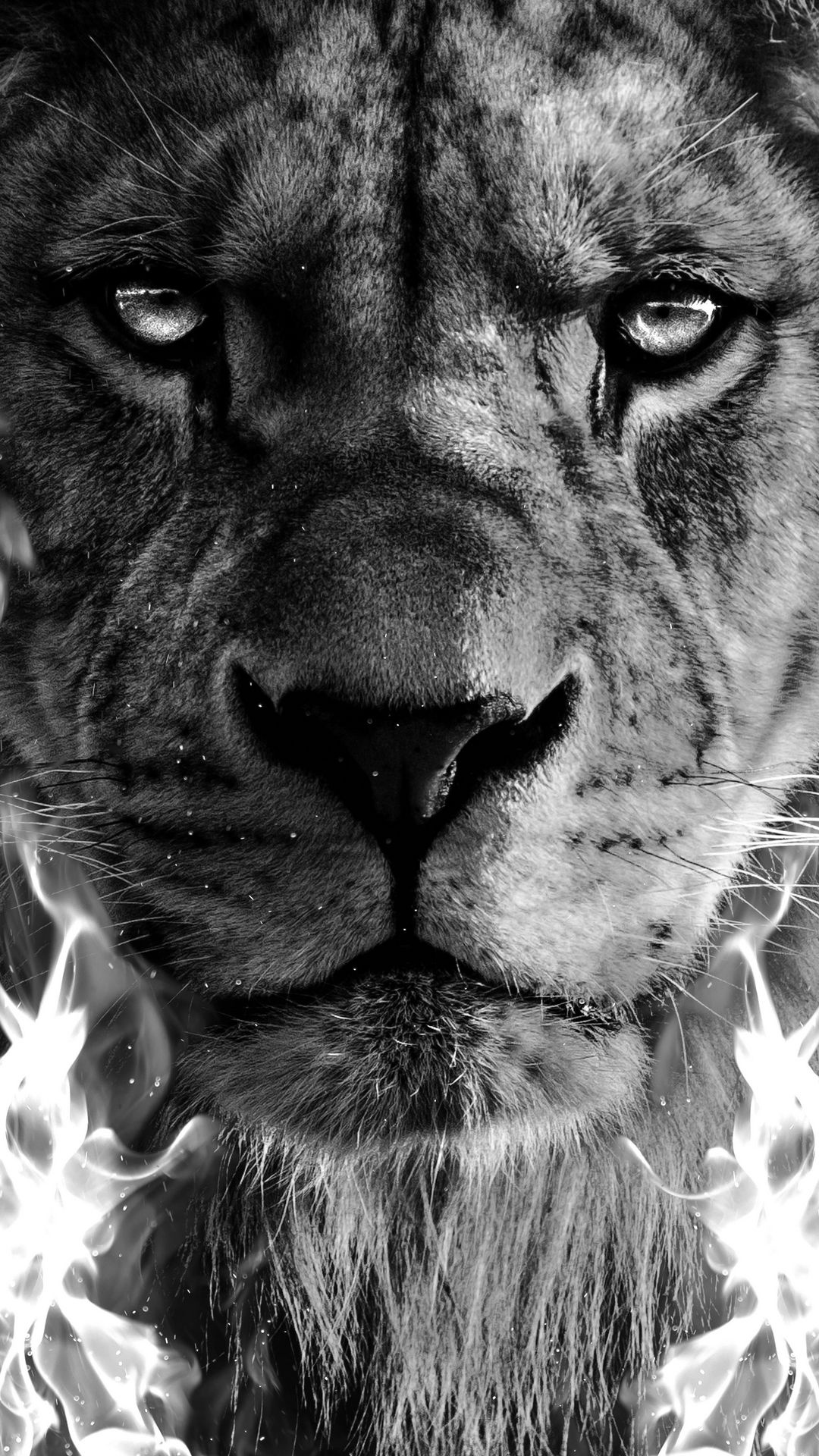 Lion Wallpaper for IPhone 6S /7 /8 [Retina HD]