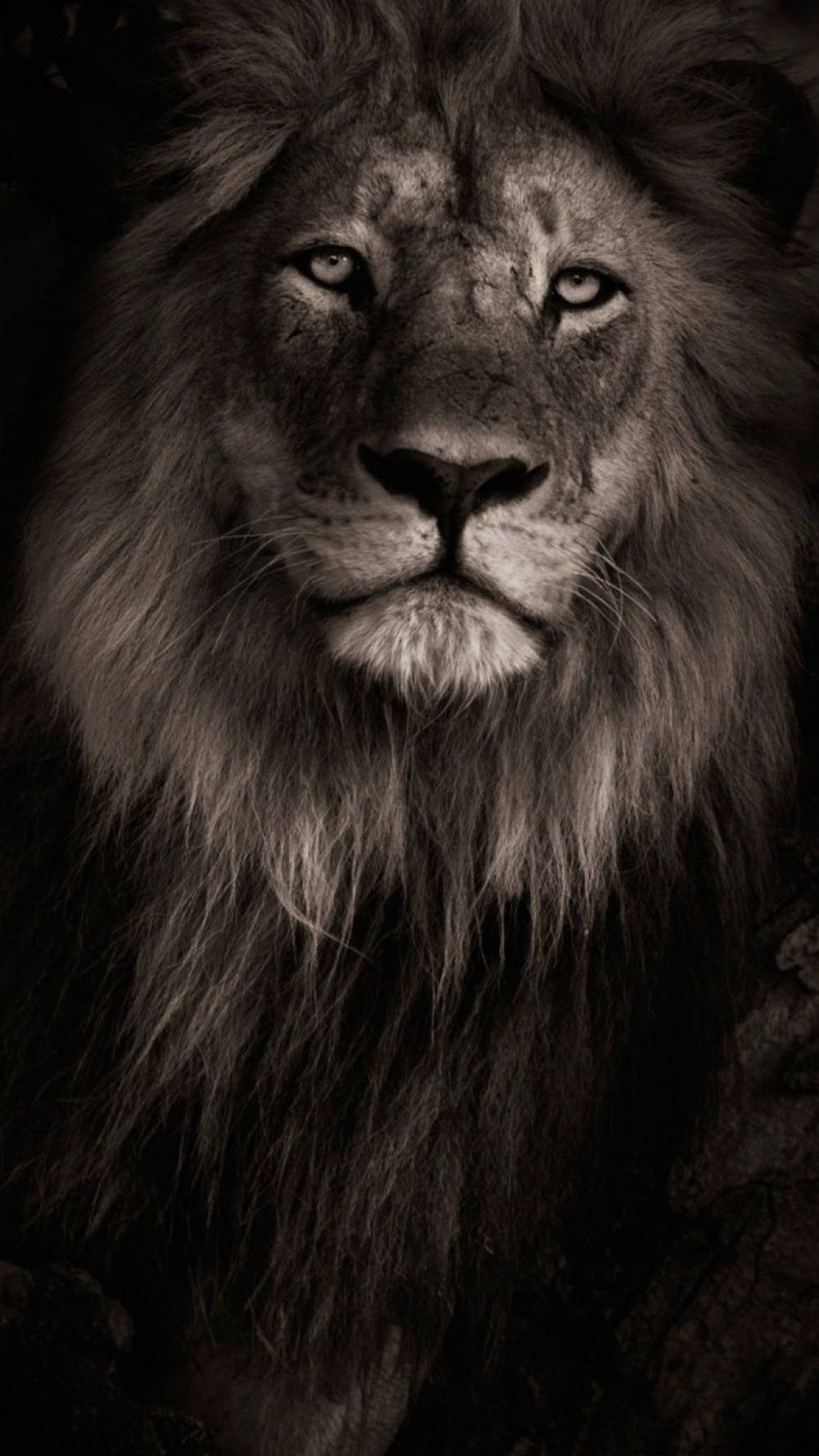 Download Black And White Lion iPhone Wallpaper
