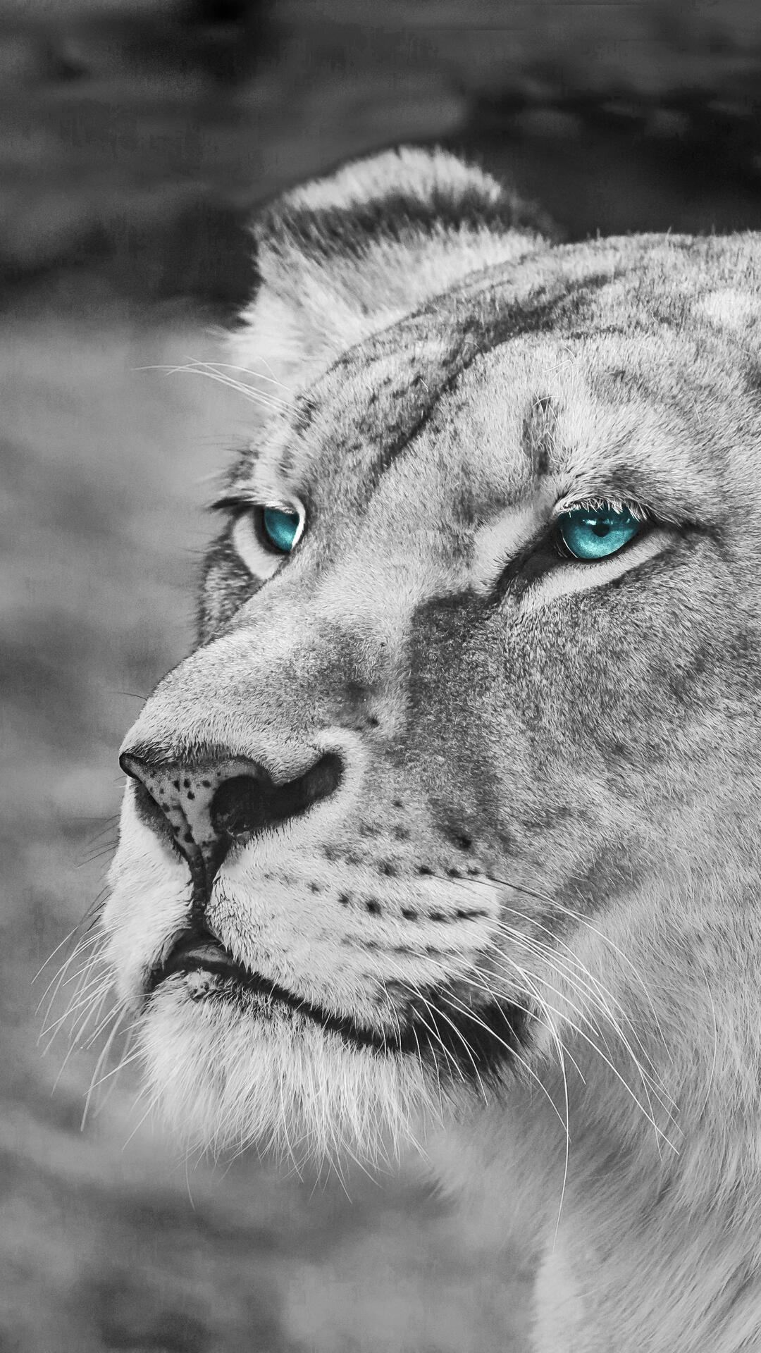 Blue Eyed Lioness · 1080x1920 IPhone 6S+/7+/free Photo From Uaha And Wallpaper