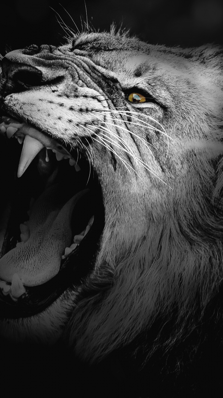 Lion Wallpaper 4K, Monochrome, Roaring, African