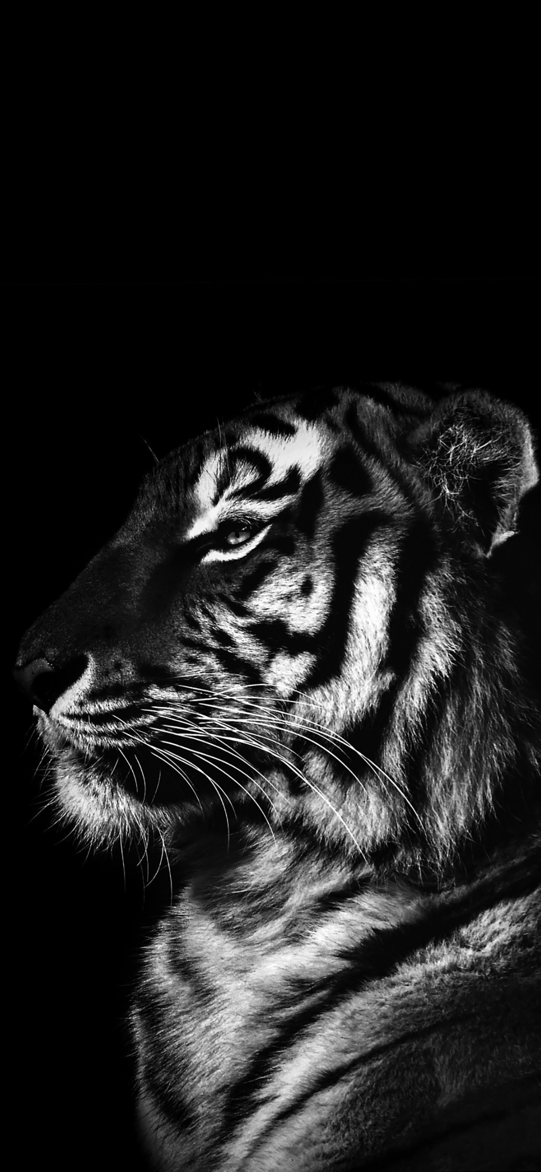 Wallpaper Tiger Black, Black and White, Lion, Poster, Roar, Background Free Image
