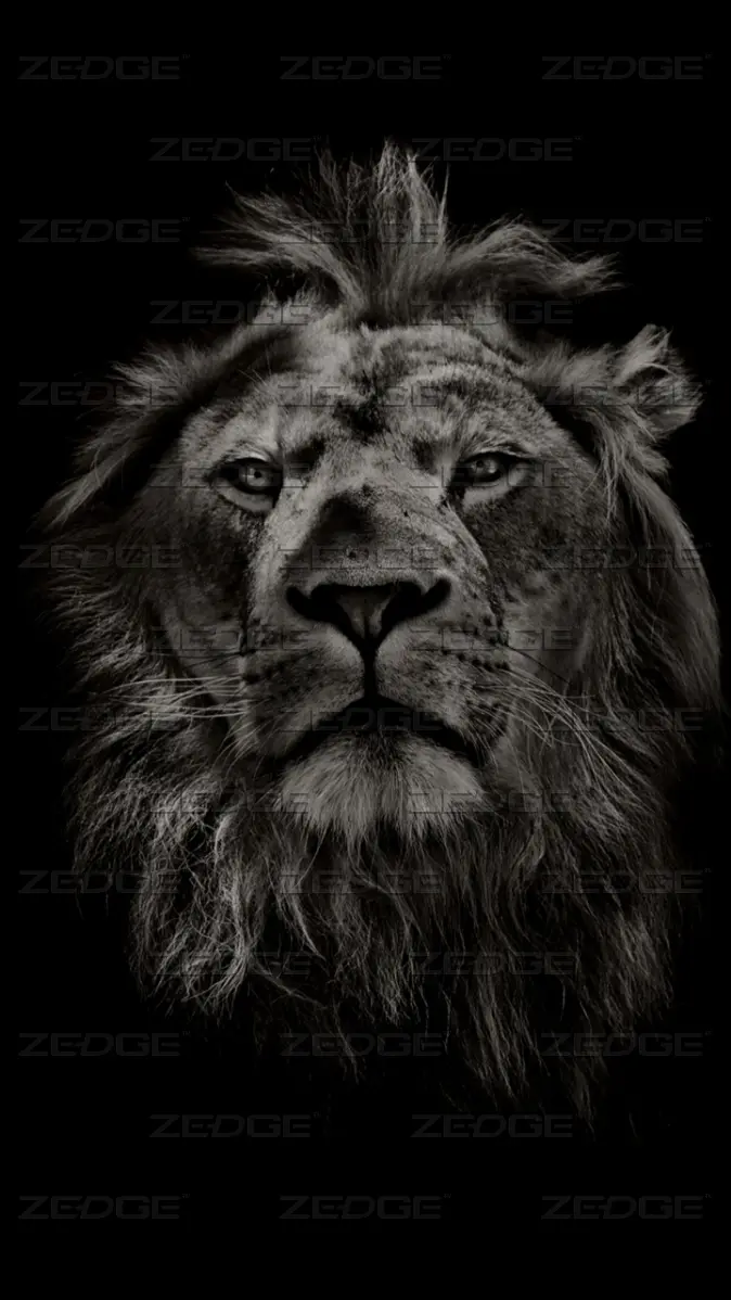 Lion wallpaper