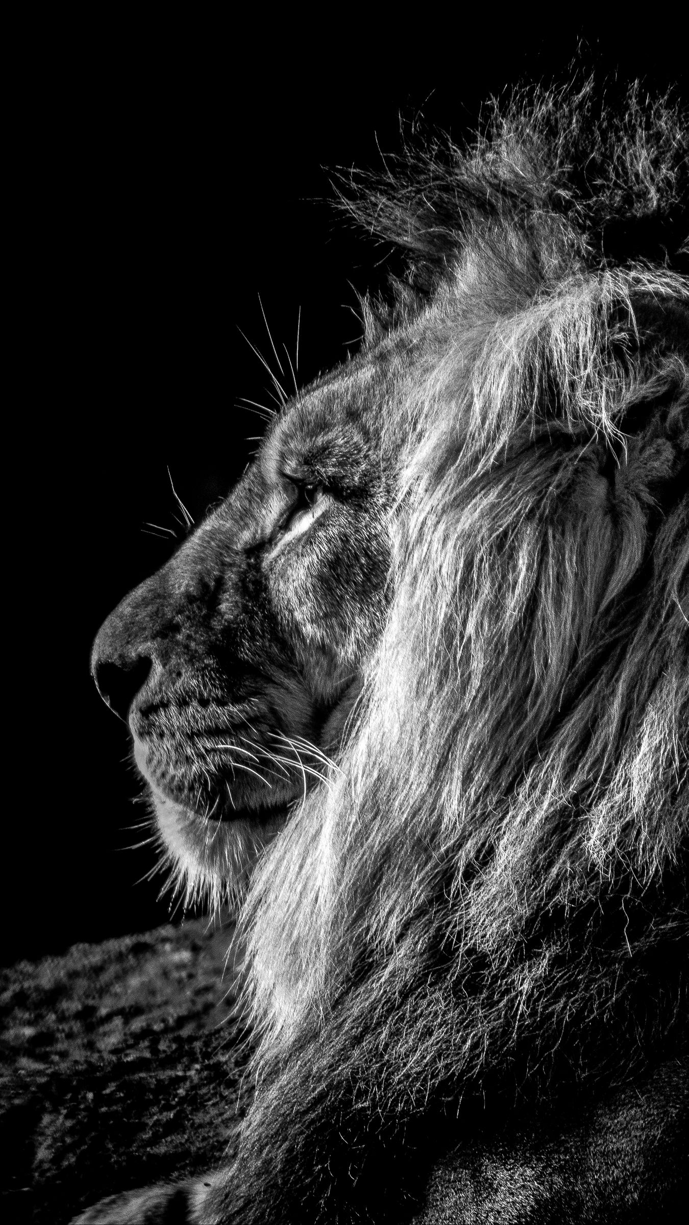Download wallpaper 1350x2400 lion, profile, bw iphone 8+/7+/6s+/for parallax HD background