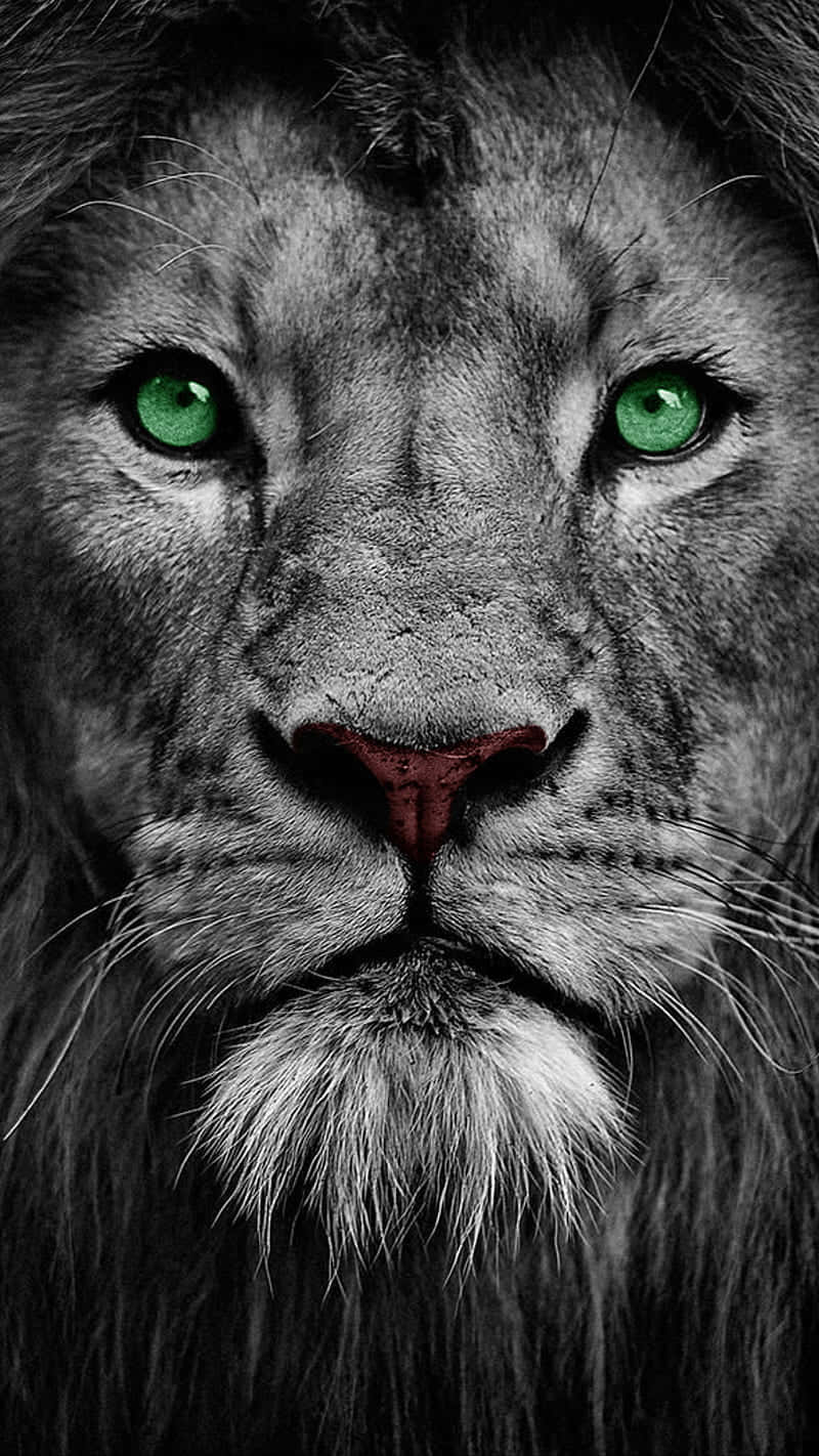 Download Close Up Black And White Lion's Face Wallpaper