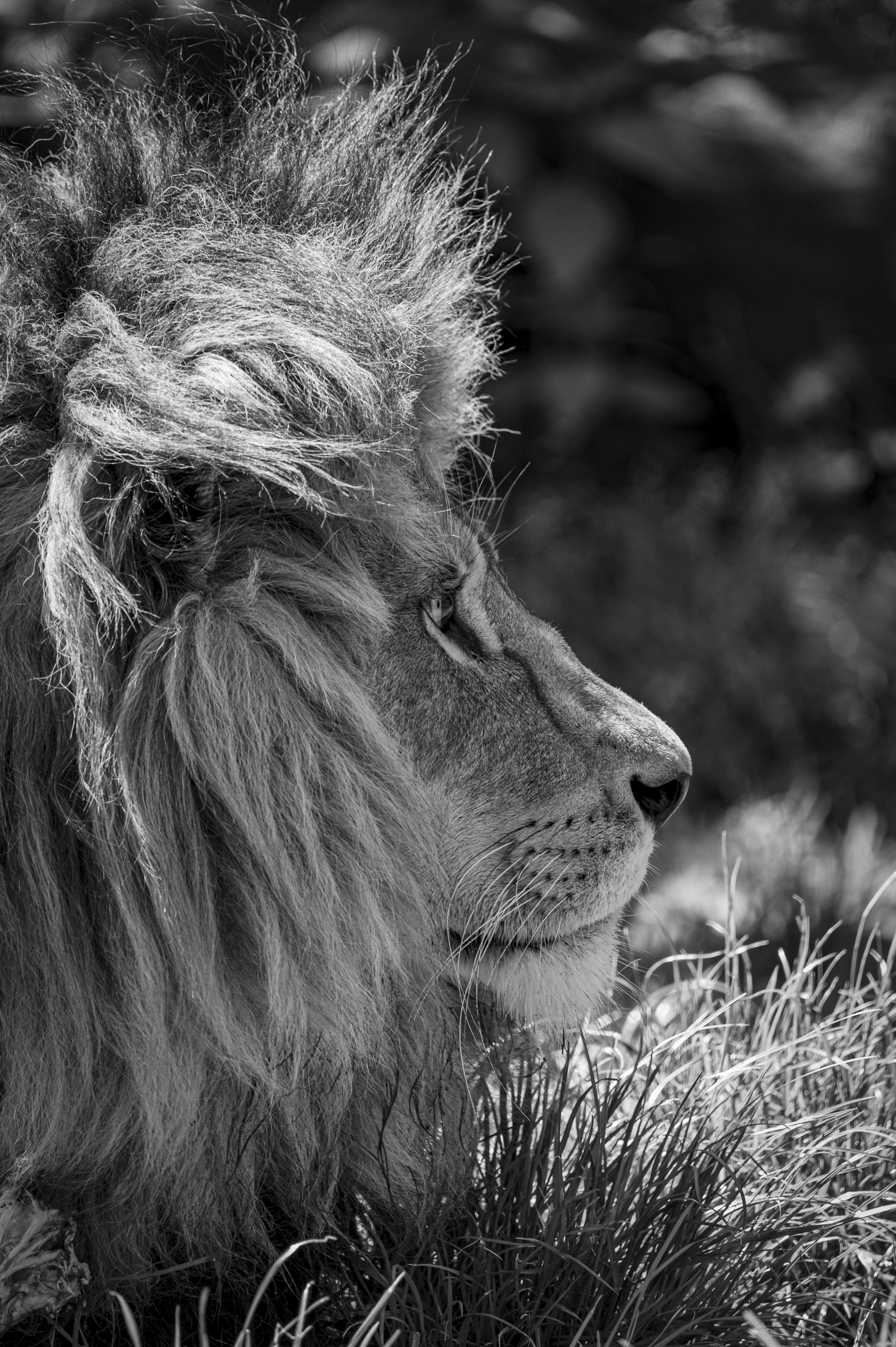Grayscale photo of lion lying on grass photo