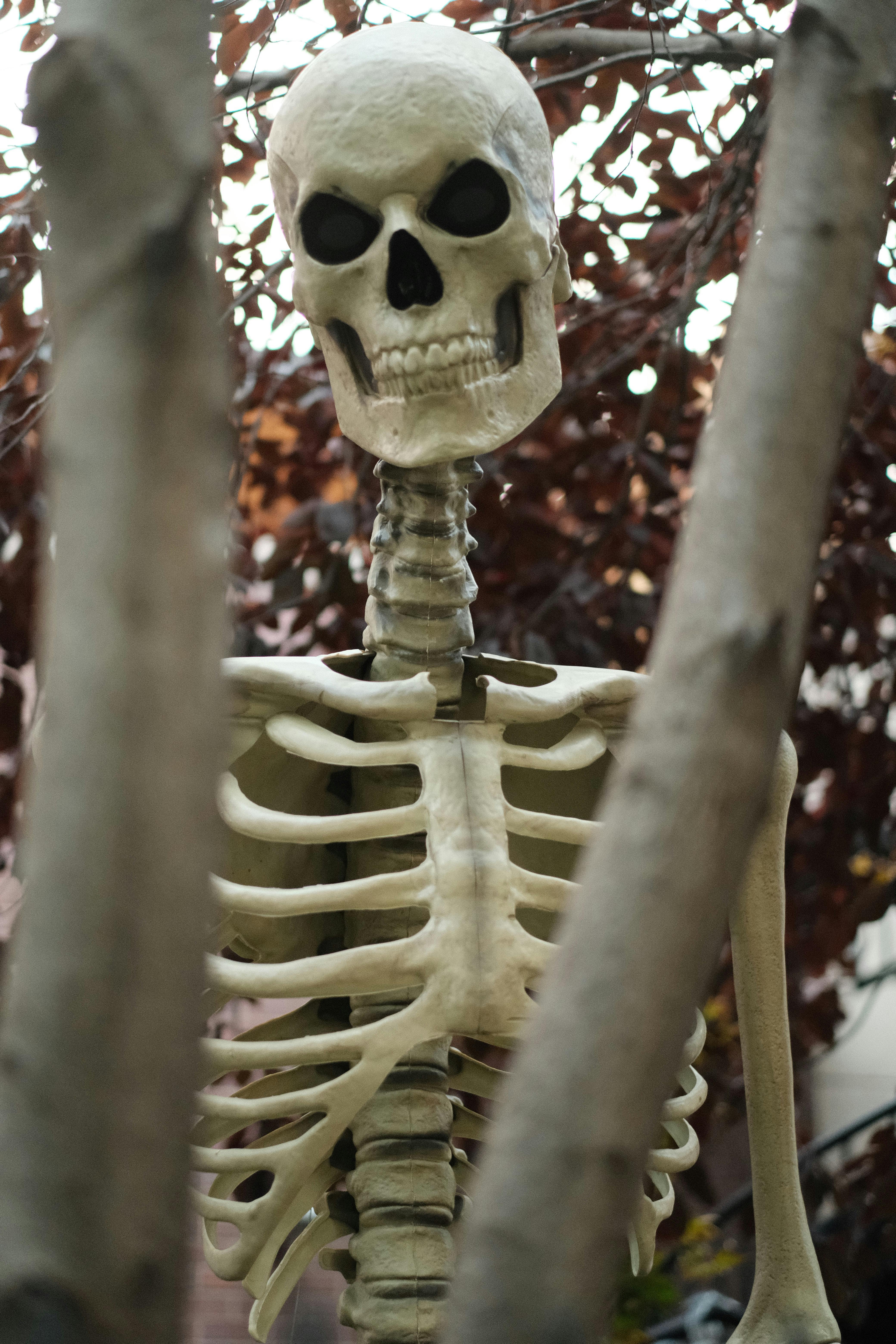 Portrait Photo of a Skeleton in Sunglasses and Wig · Free