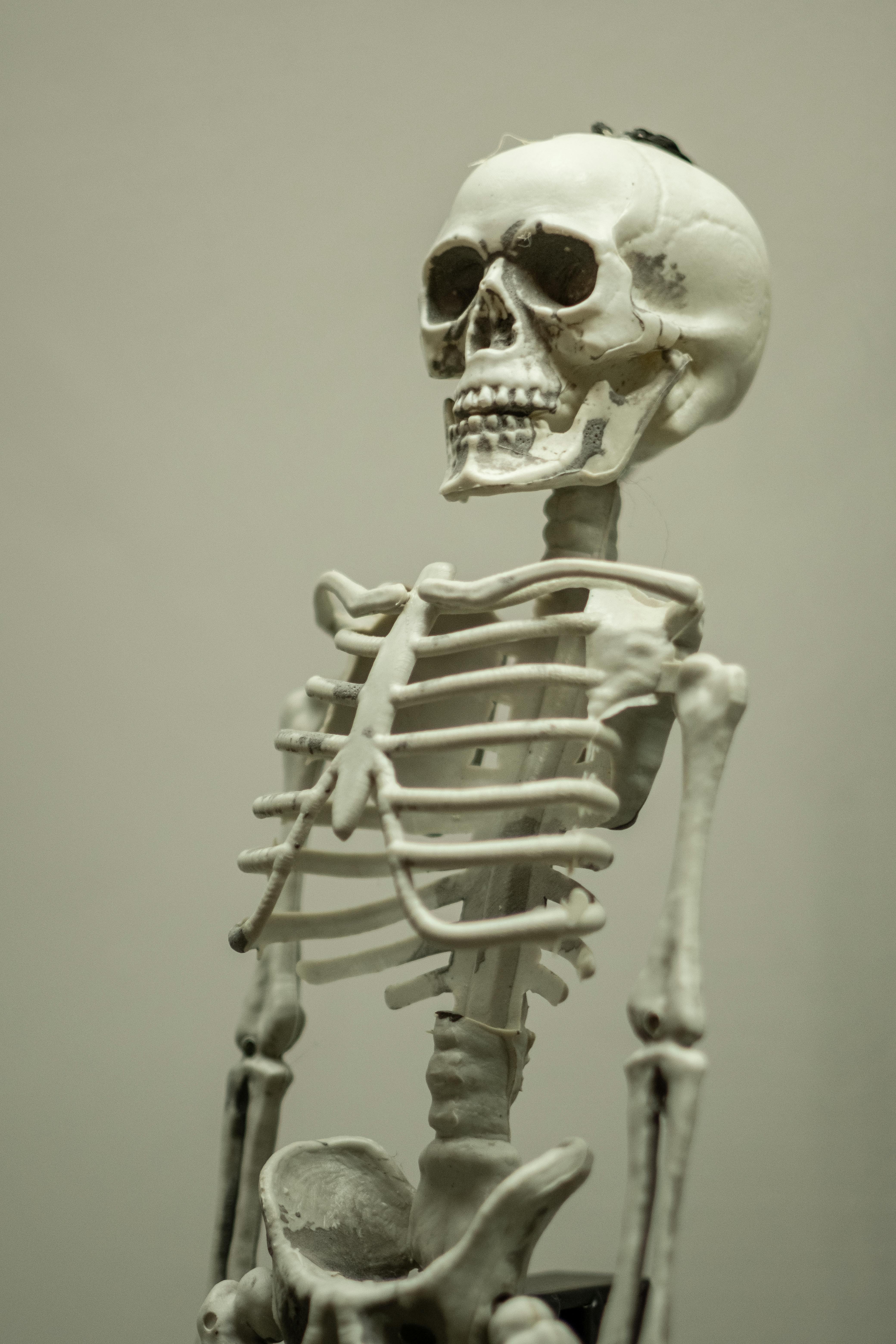 Portrait Photo of a Skeleton in Sunglasses and Wig · Free