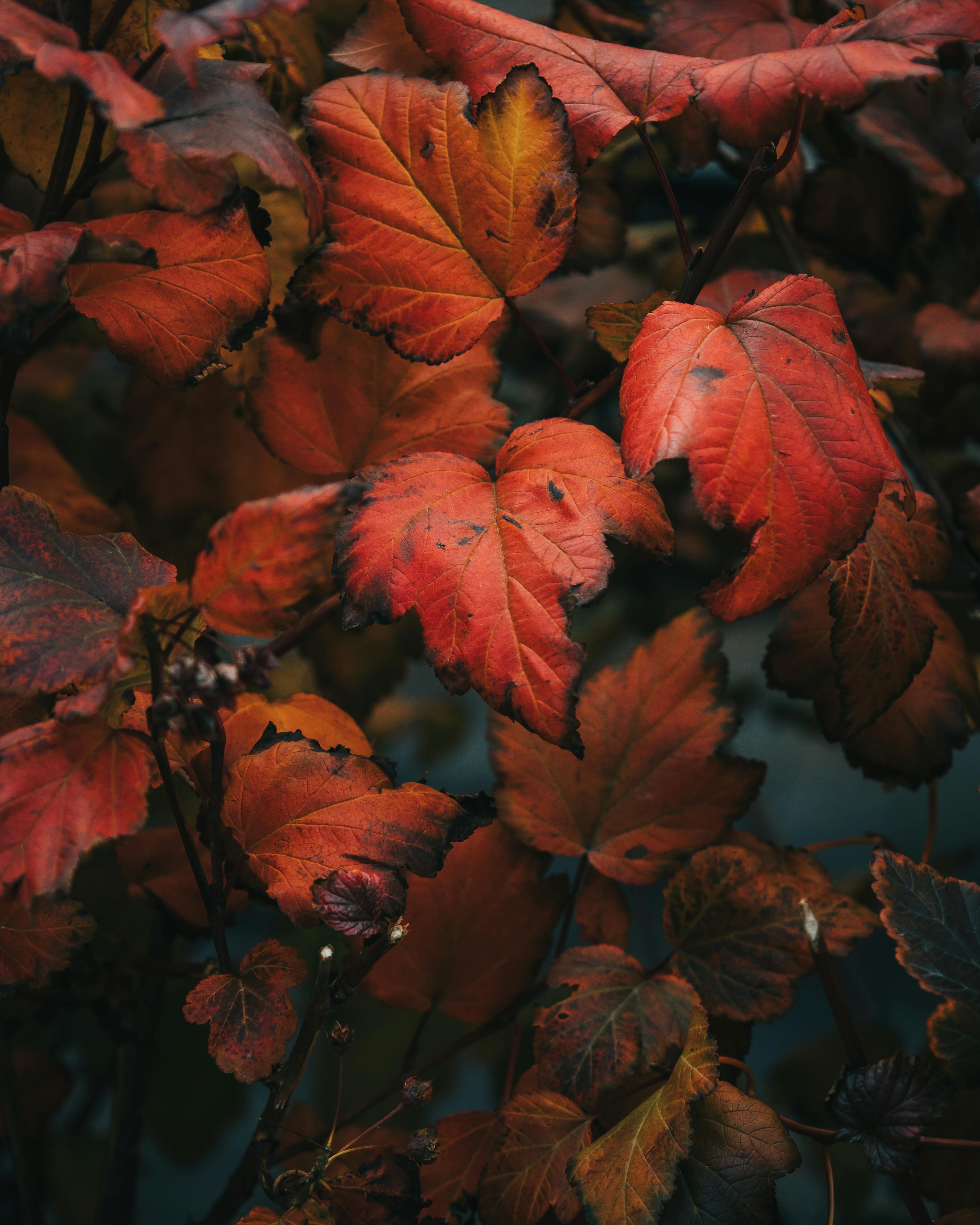 Red leaves · Free