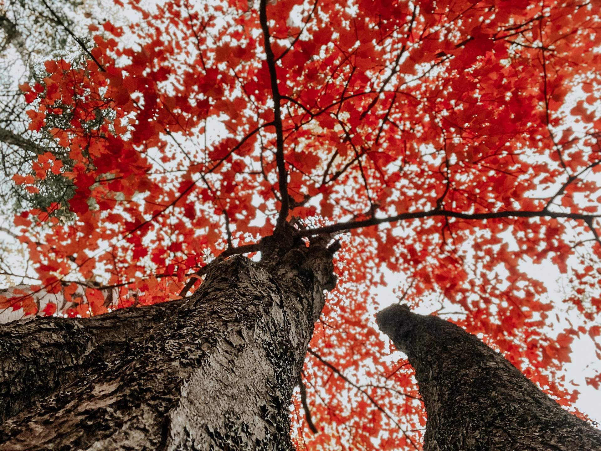 Download Fall Aesthetic Red Trees Wallpaper
