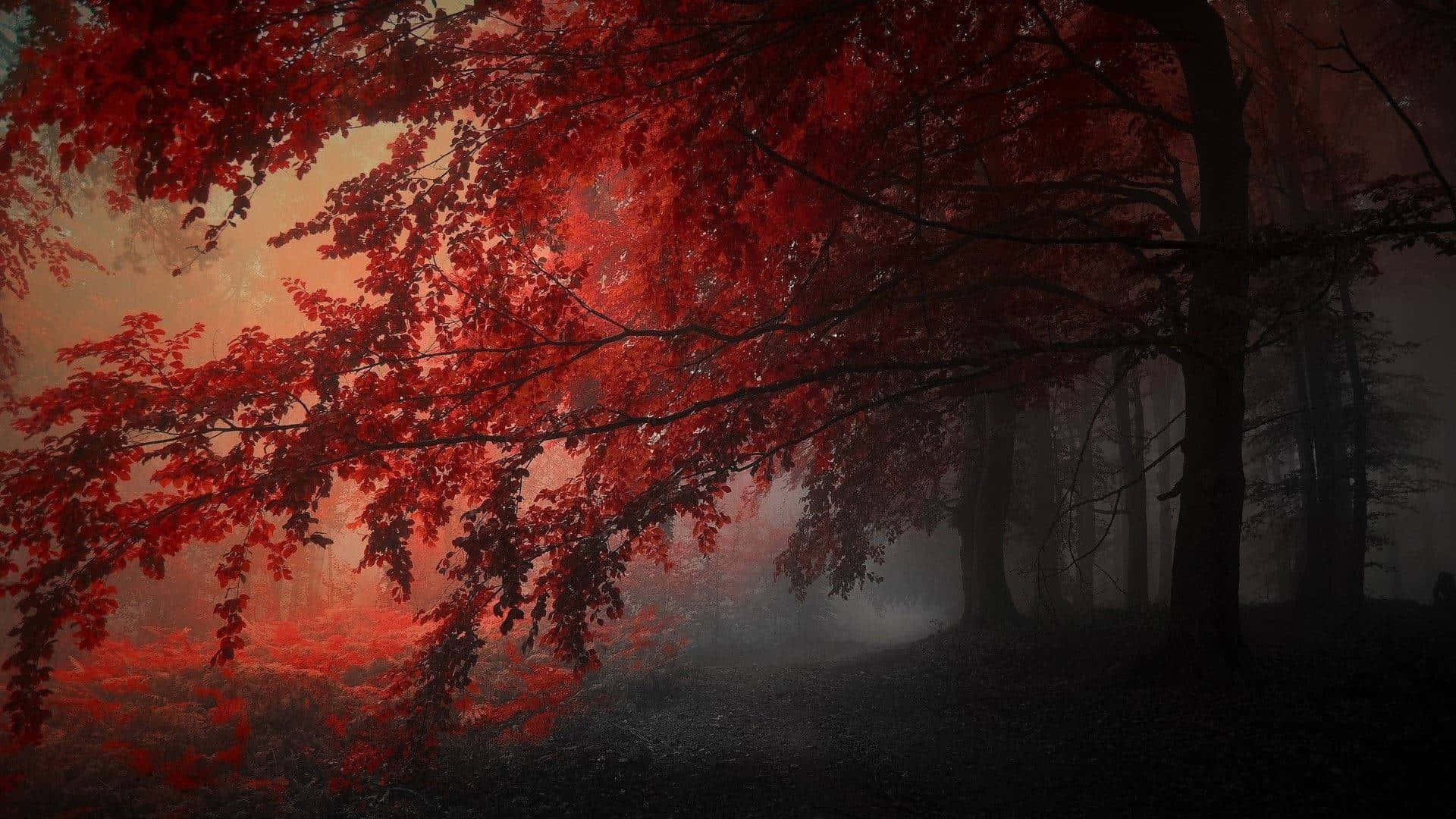 Download Fiery Red Autumn Trees Road Dark Red Aesthetic Wallpaper